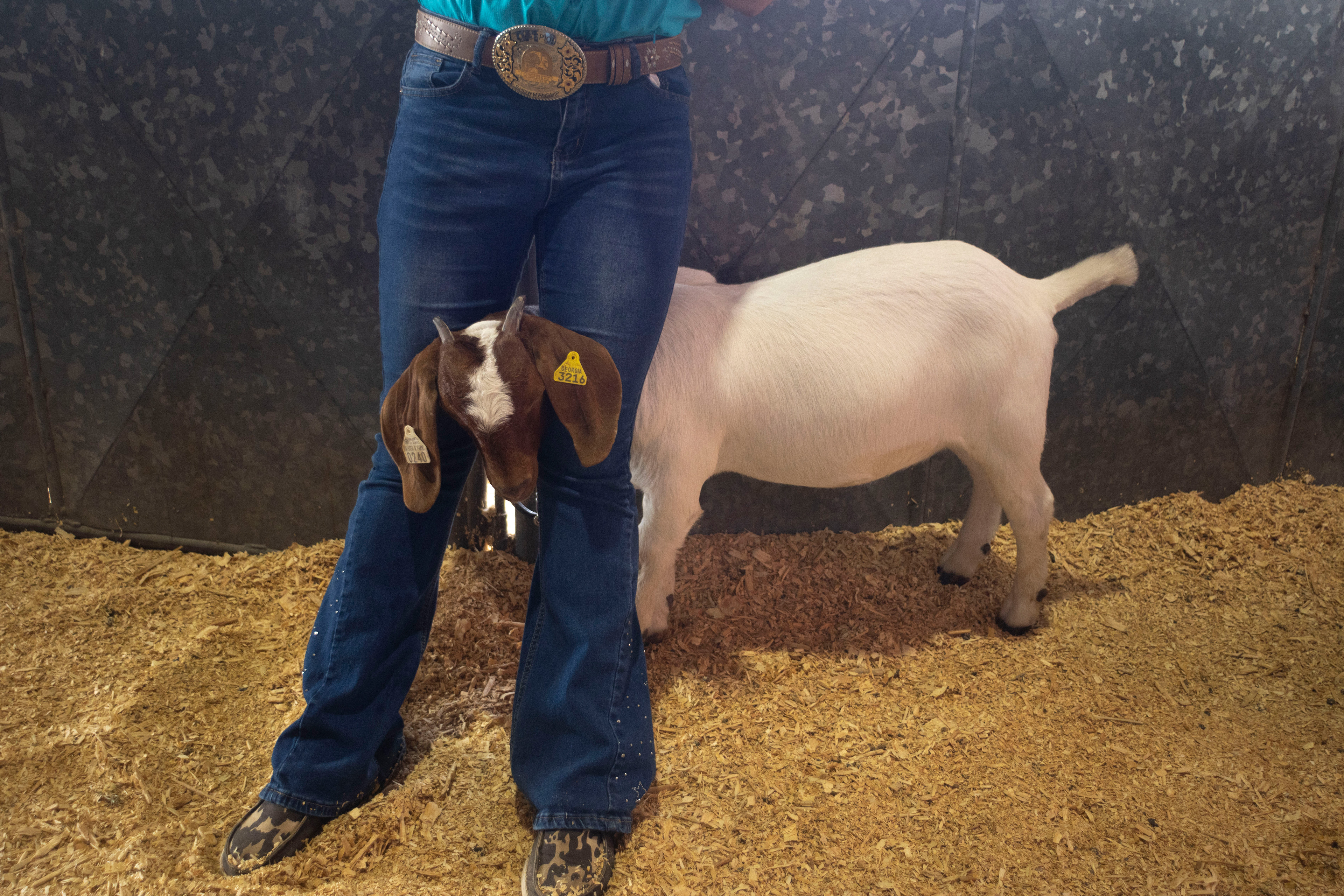 Jill Norton, 11, of Monroe, Georgia, straddles her goat moments before she shows in the Junior Market Goat Show at the Georgia National Fairgrounds and Agriculture Center on Oct. 5, 2024. Norton has been showing goats all her life, and even has baby photos with goats.