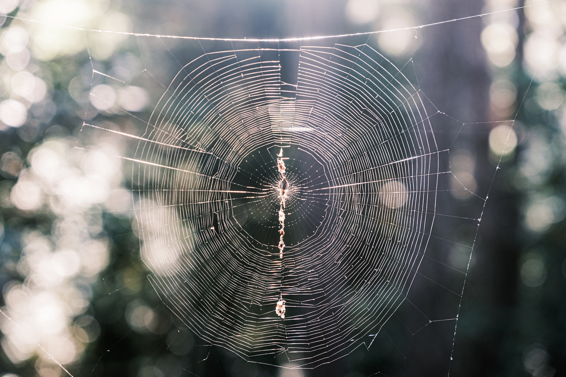 Teranyina orbicular, el Catllaràs