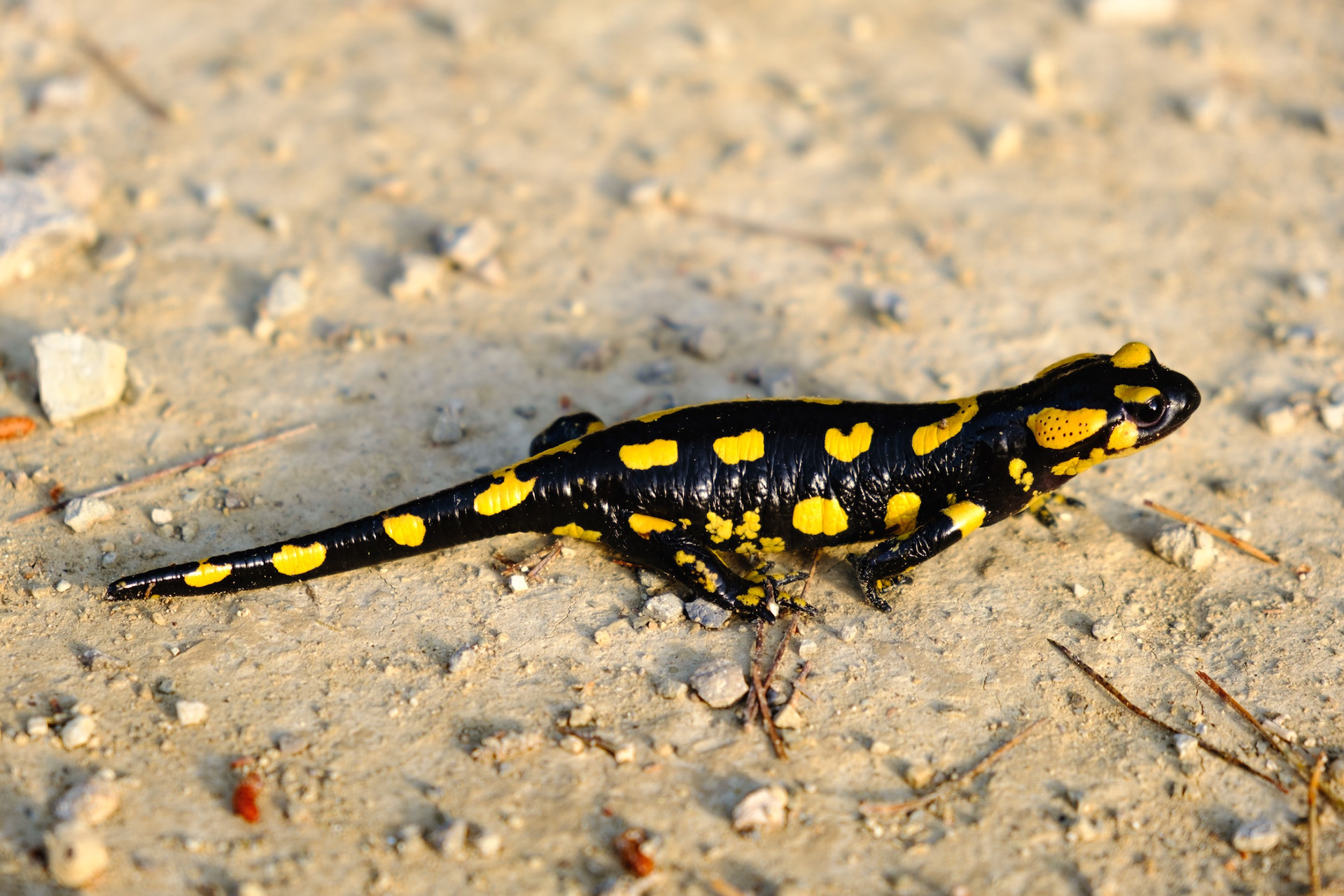 Salamandra, vall de Clariana