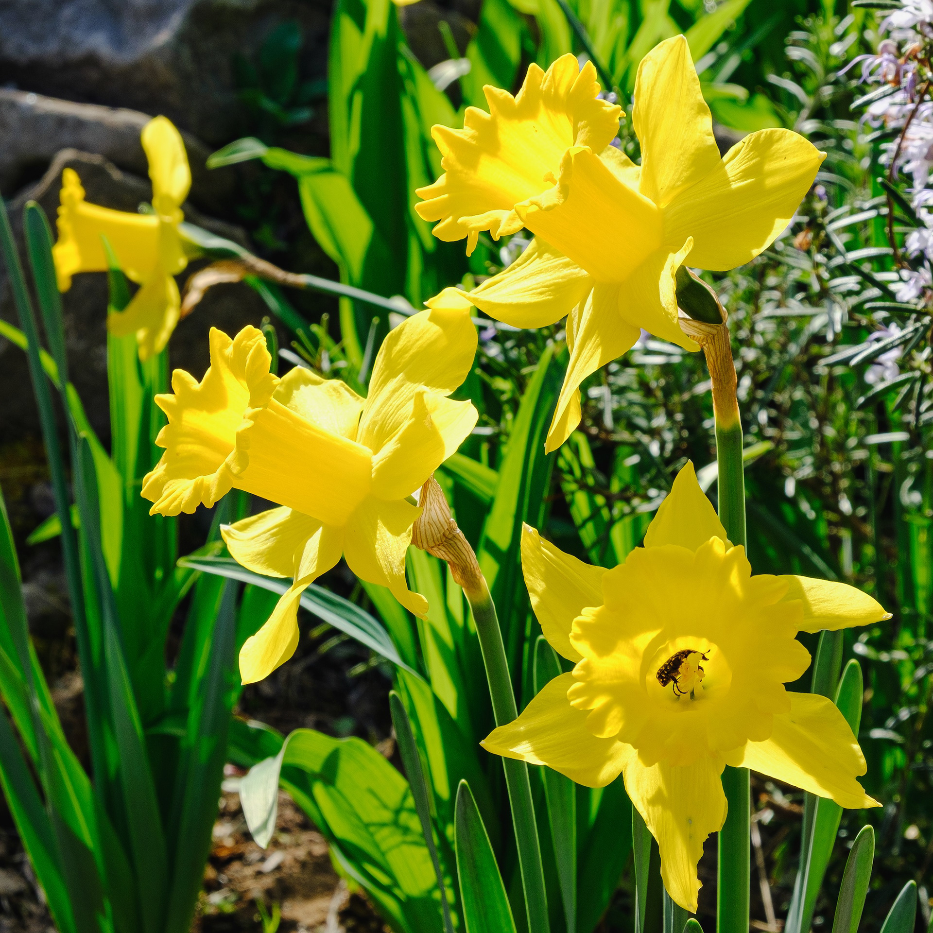 Narcisos, baix Berguedà