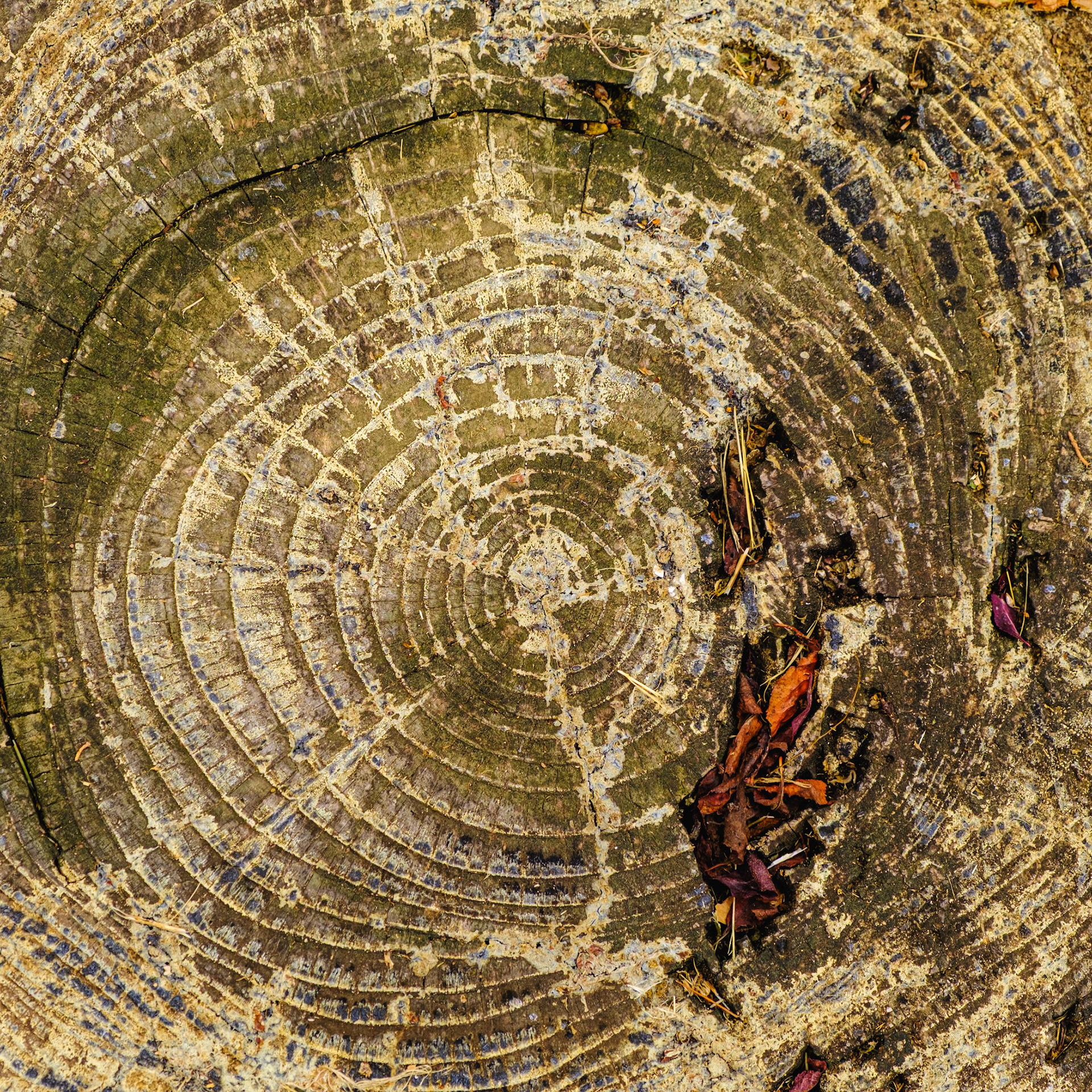 Anells de creixement, la Garrotxa