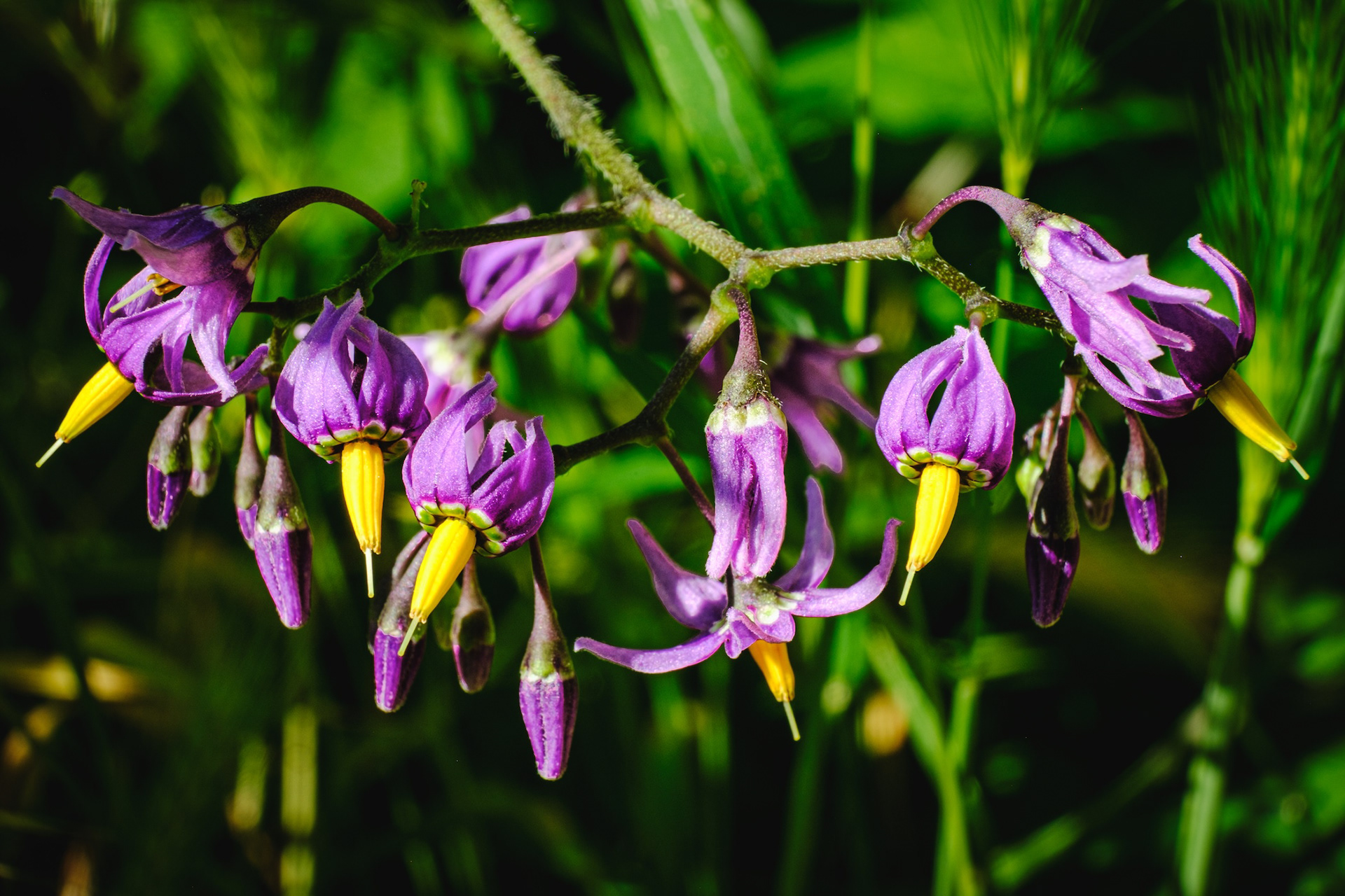 Dolçamara, la vall de Núria