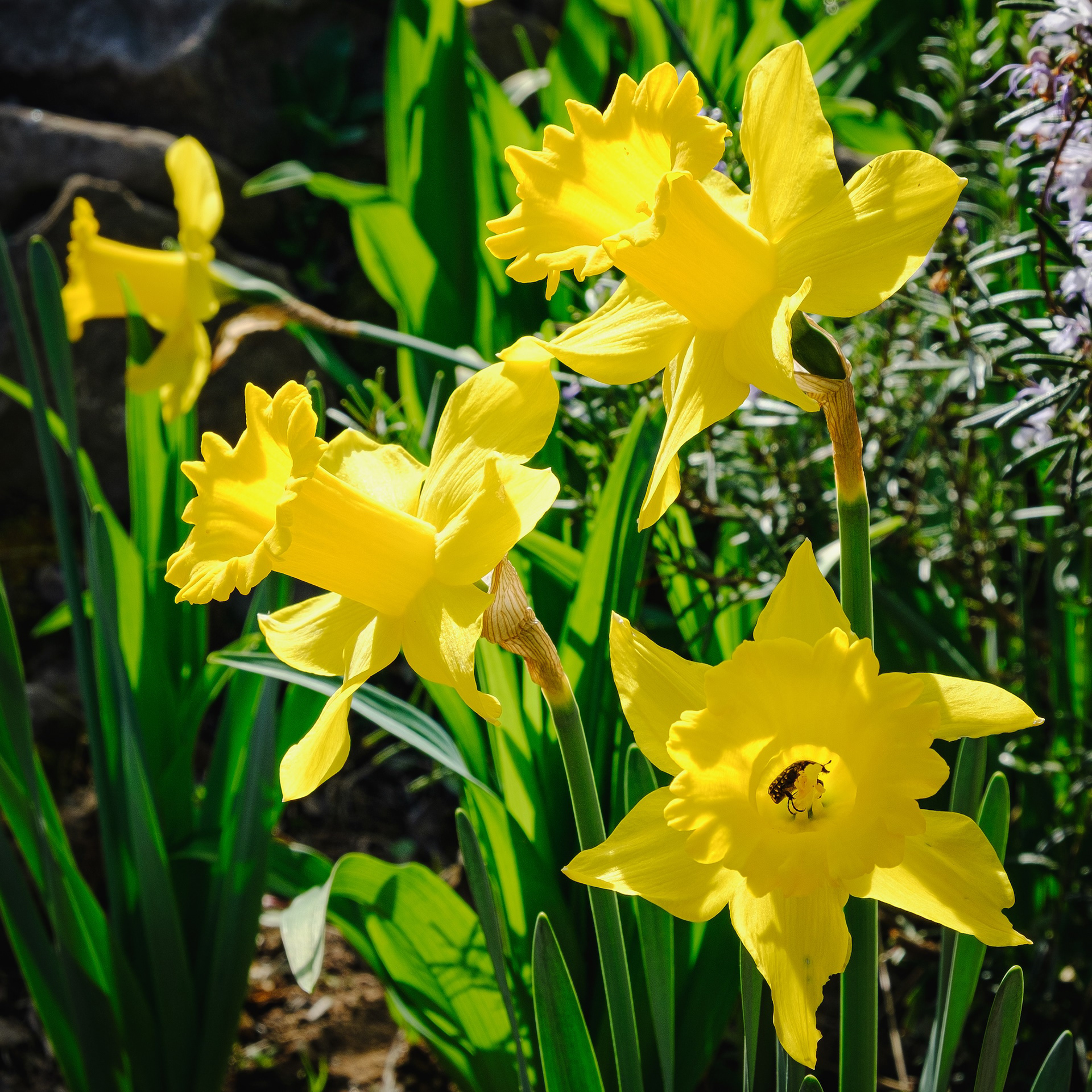 Narcisos, el Baix Berguedà