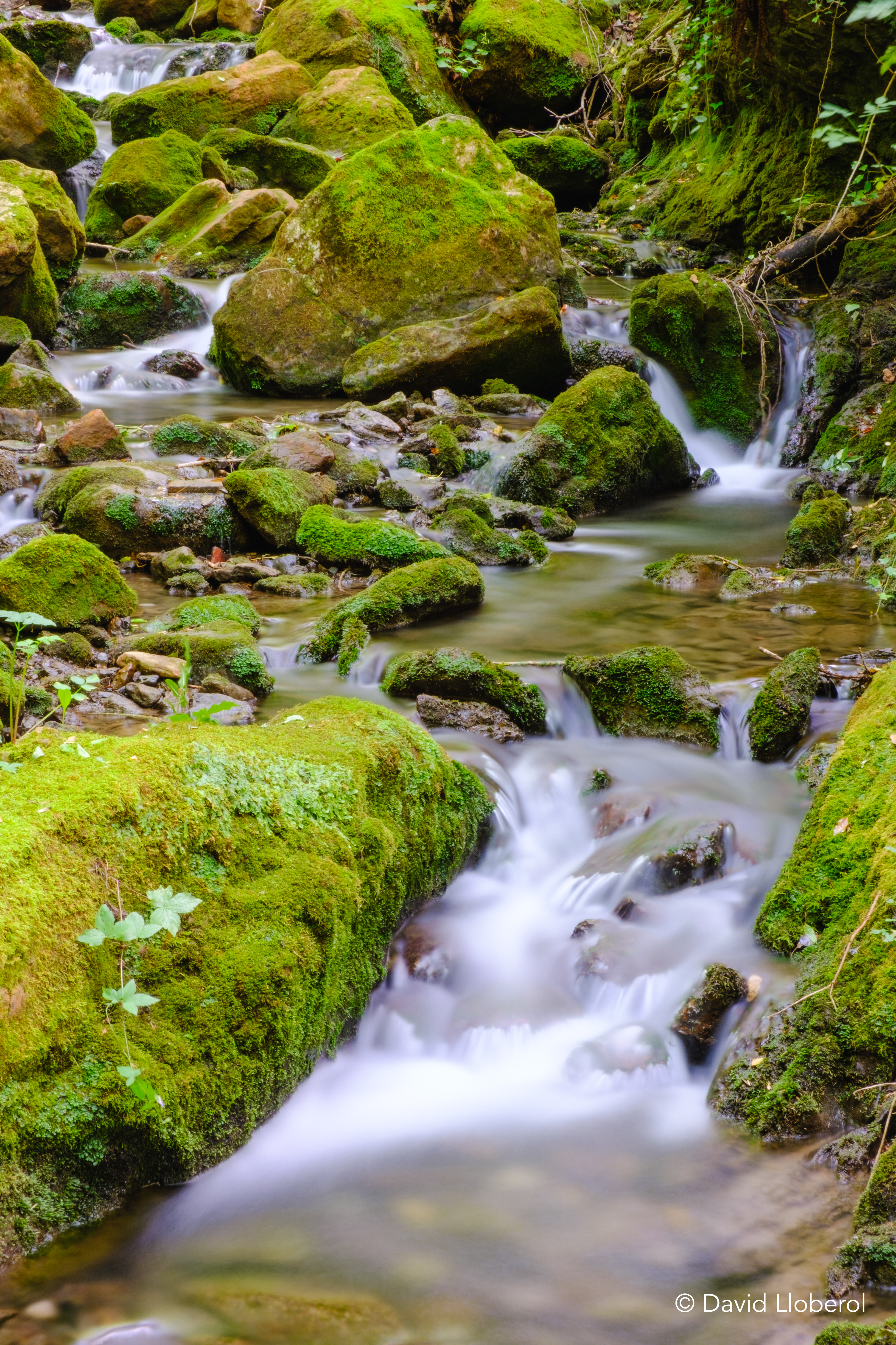 Torrent de la Font Gran, serra Cavallera
