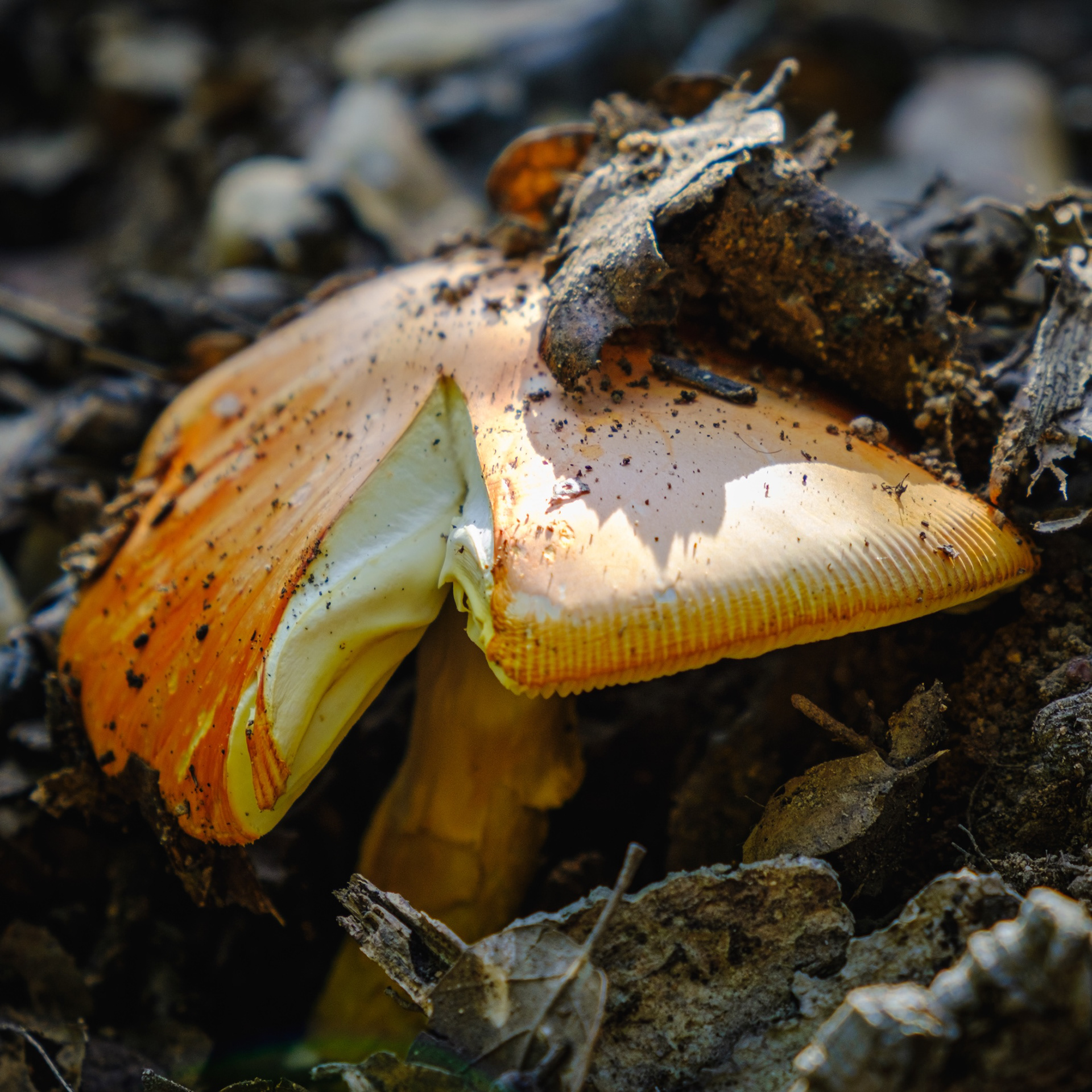 Reig, les Guilleries