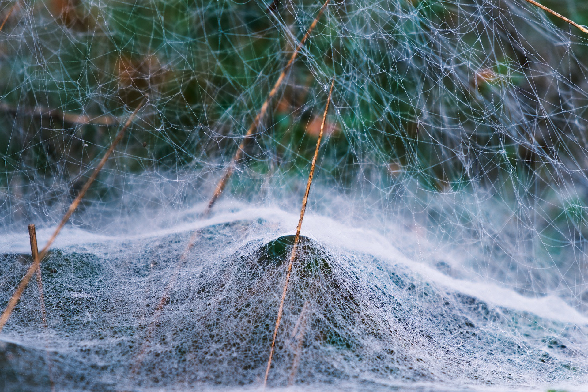 Teranyina, vall de l'Anoia