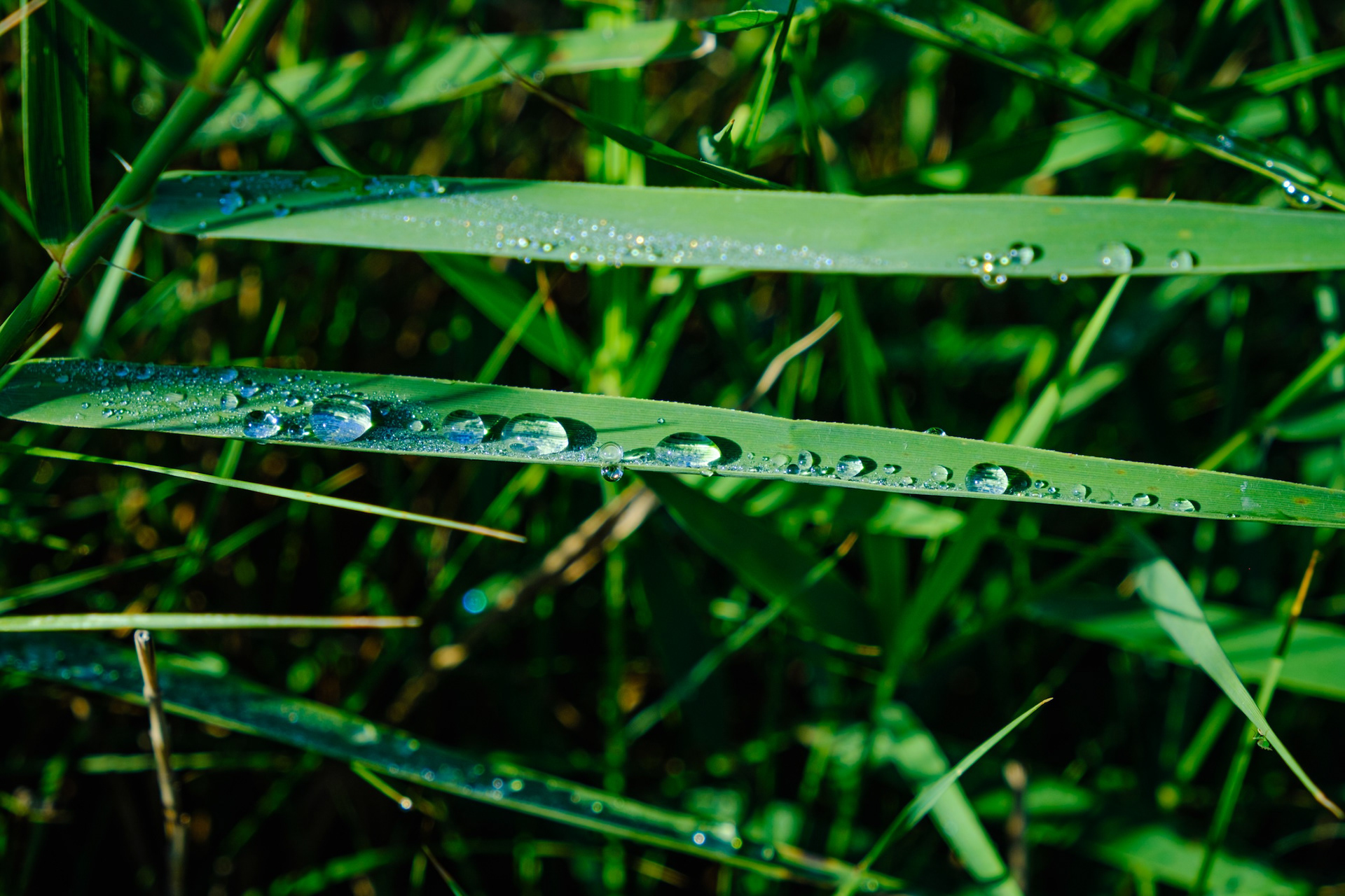 Gotes d'aigua sobre fulles de canyís, estany d'Ivars i Vila-sana