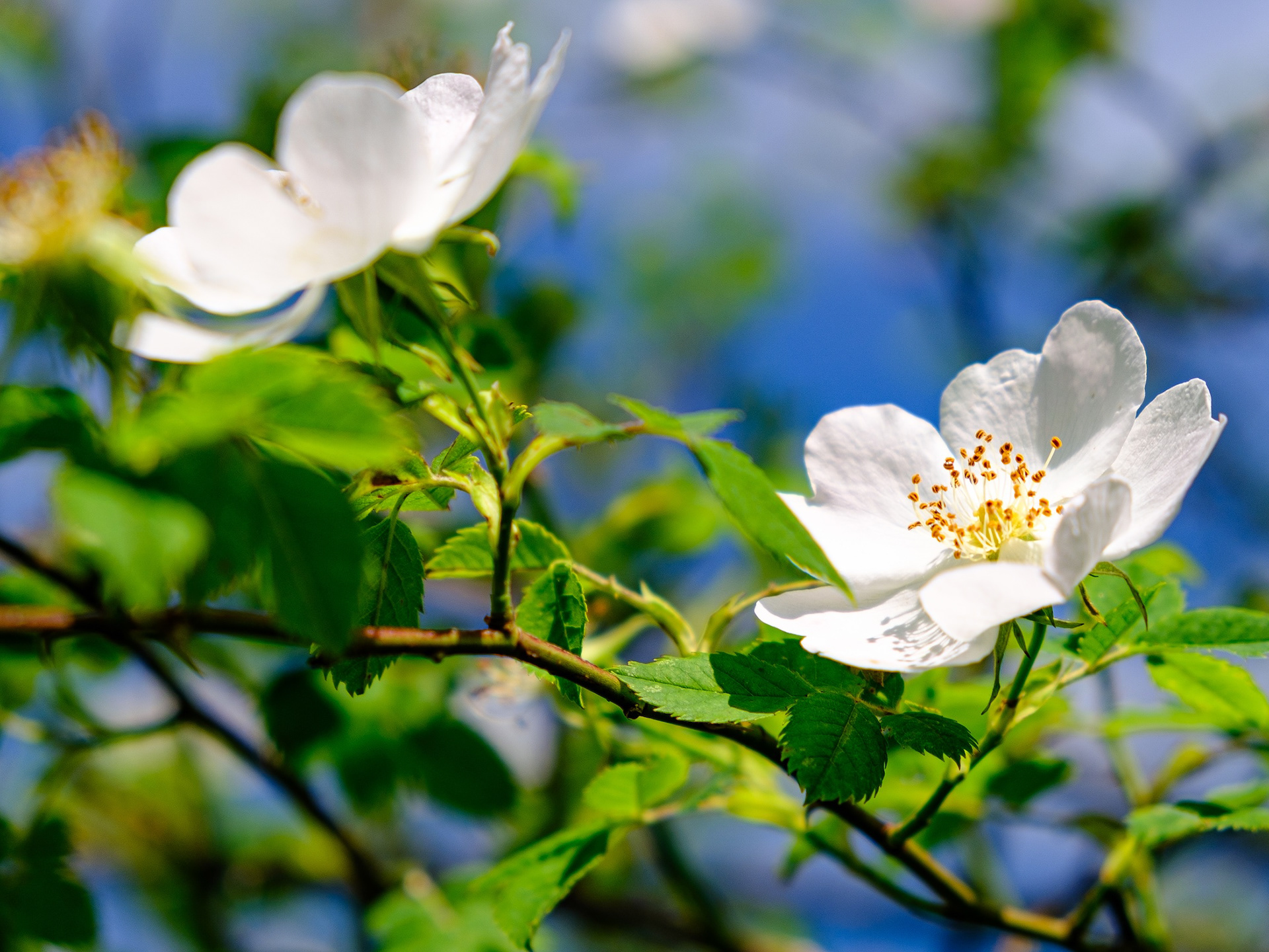 Roser caní, l'Alta Garrotxa