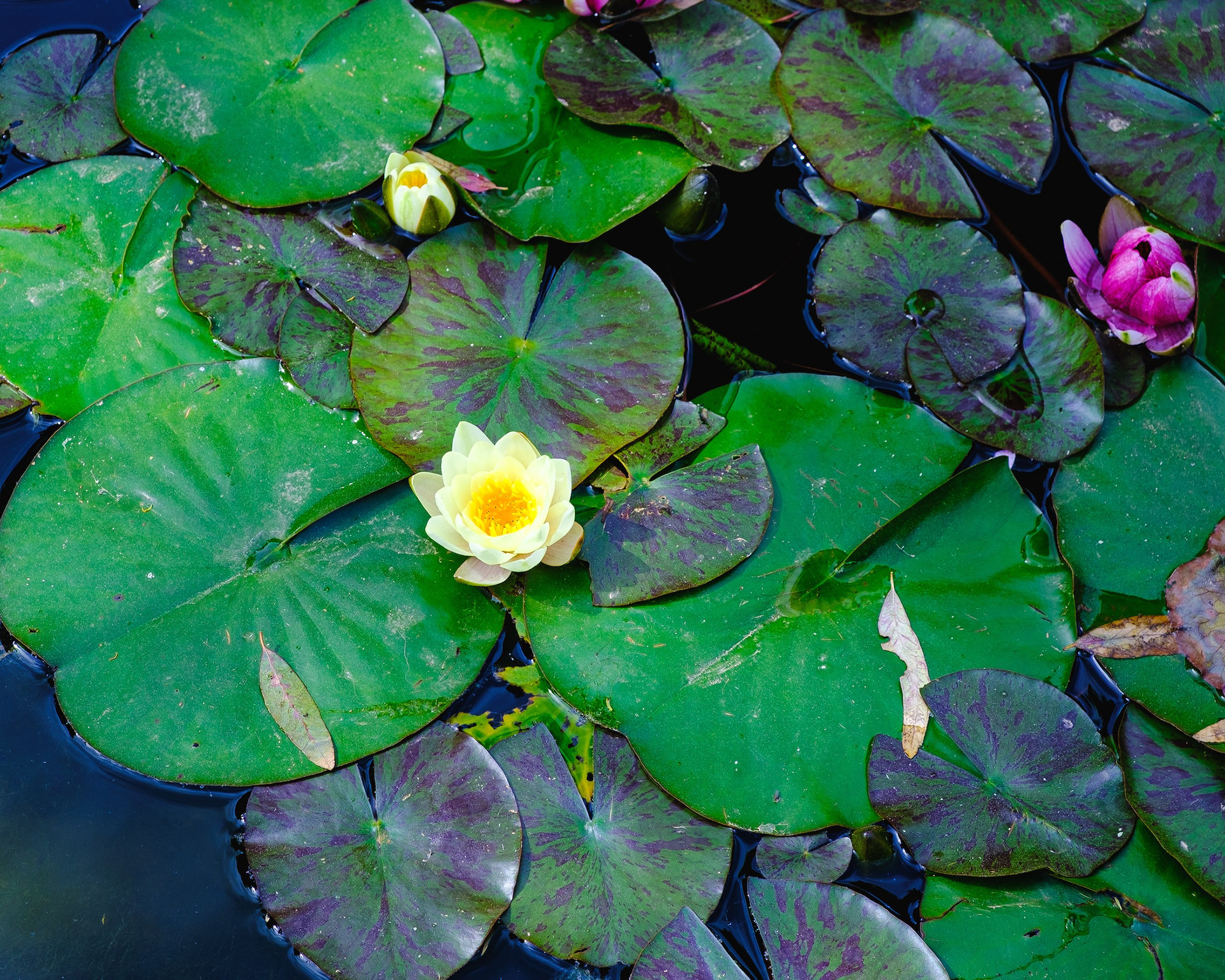 Nenúfars, Barcelona