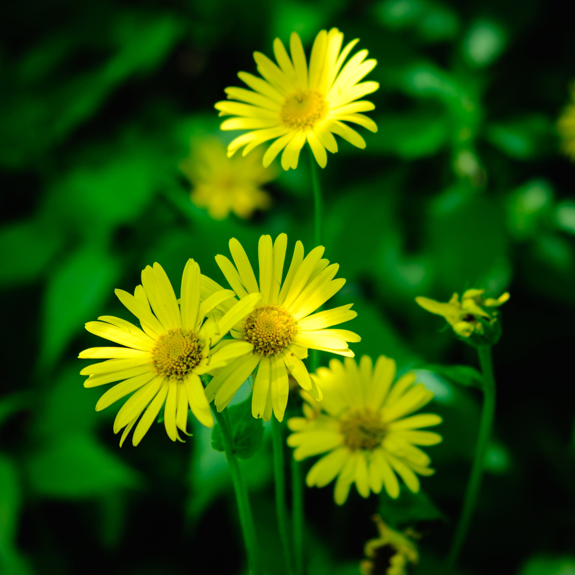 Àrnica, el Montseny