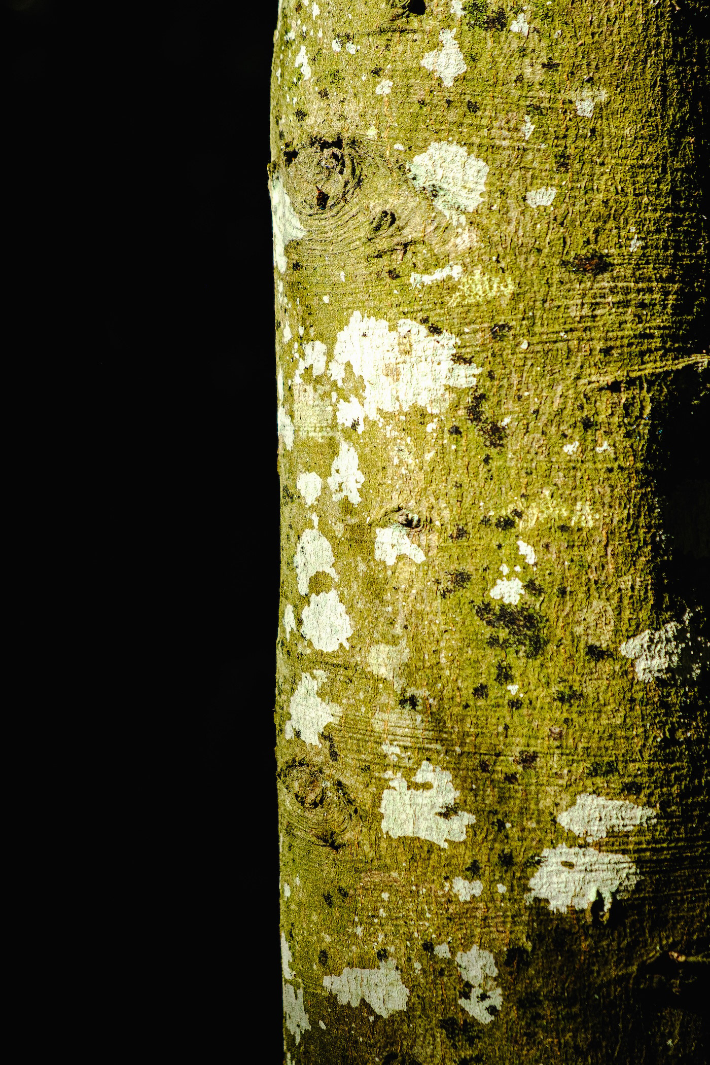 Tronc de faig, la Sauva Negra