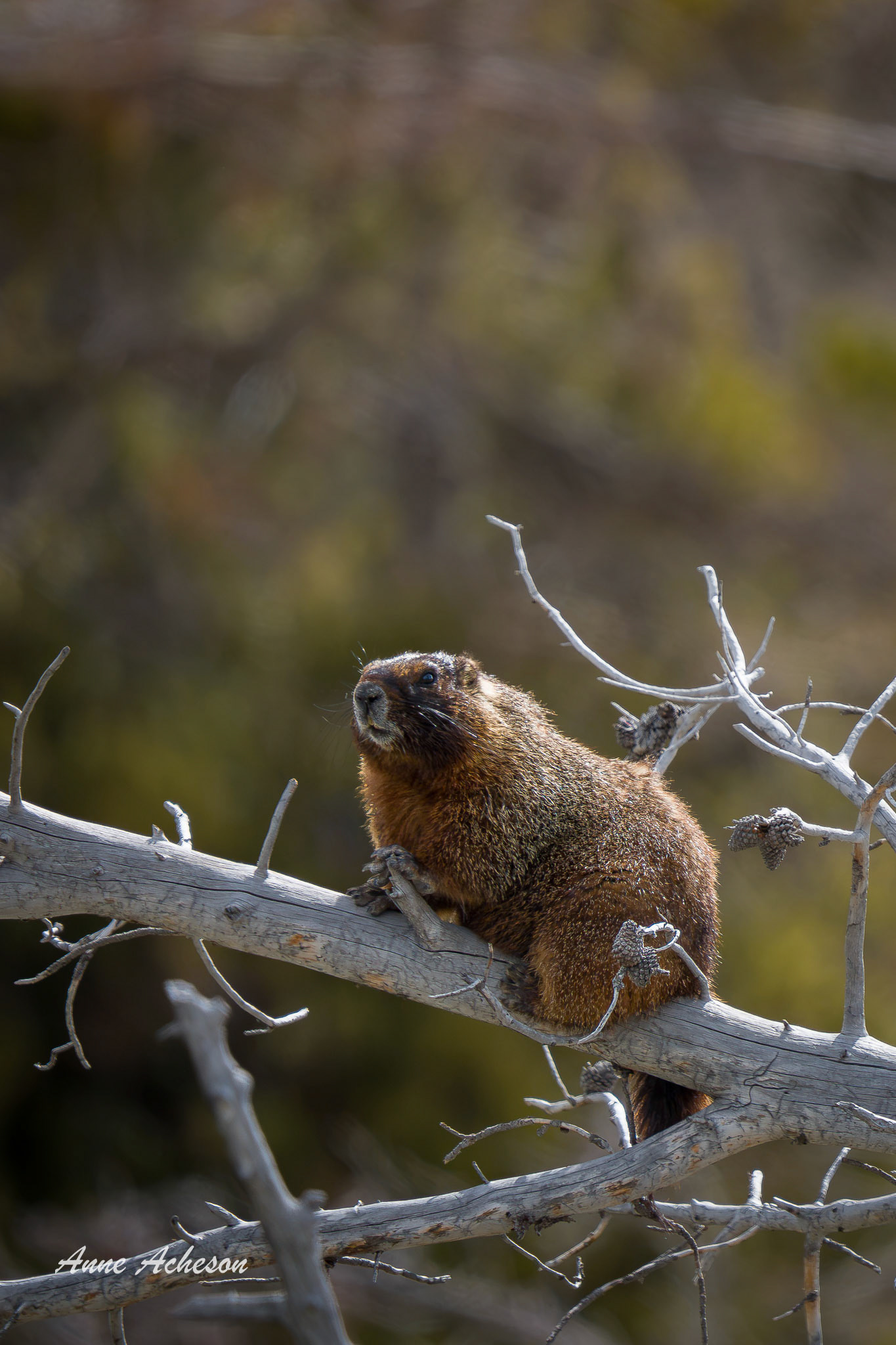 Marmot-26012