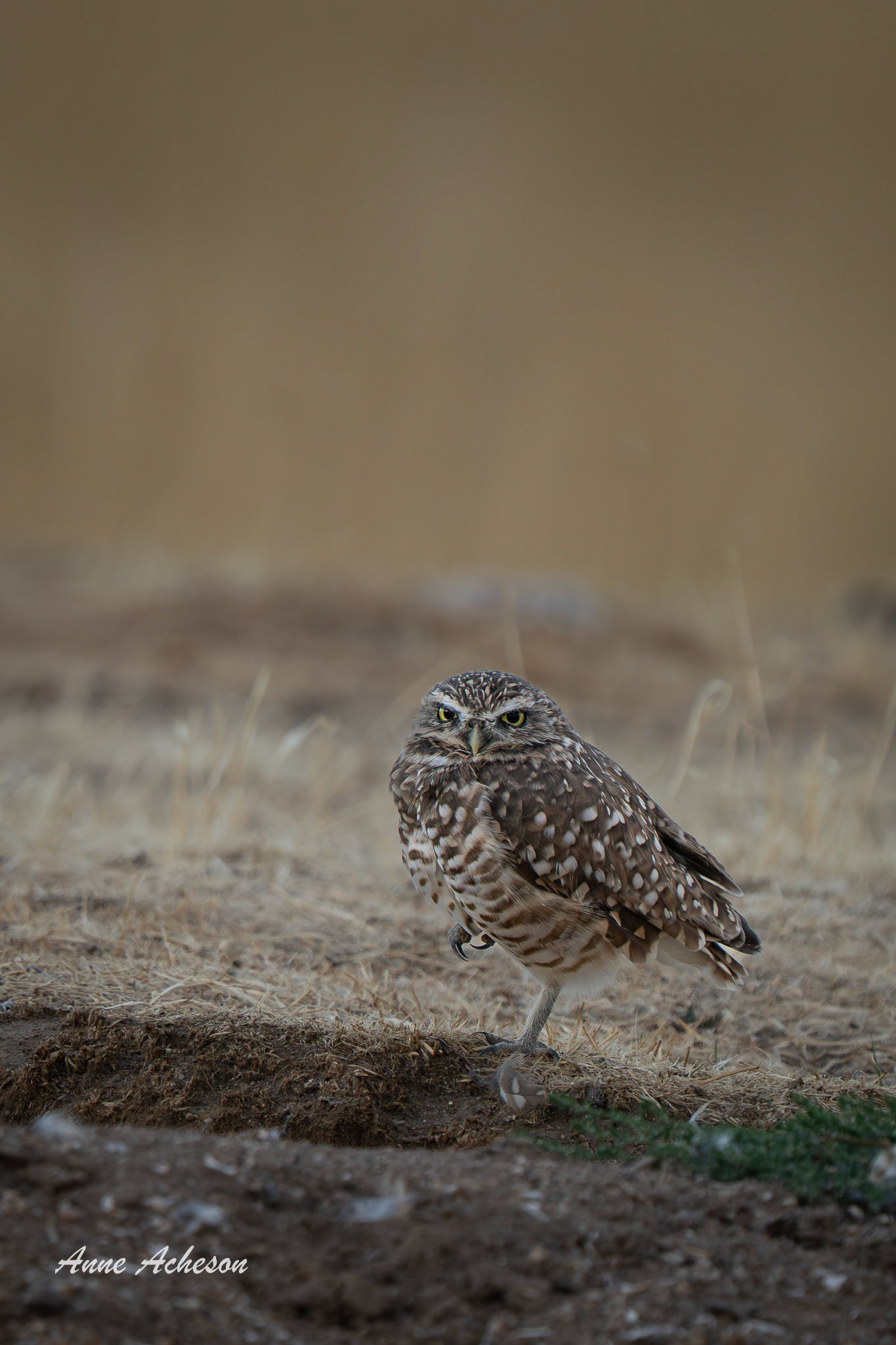 Burrowing Owl - 25111