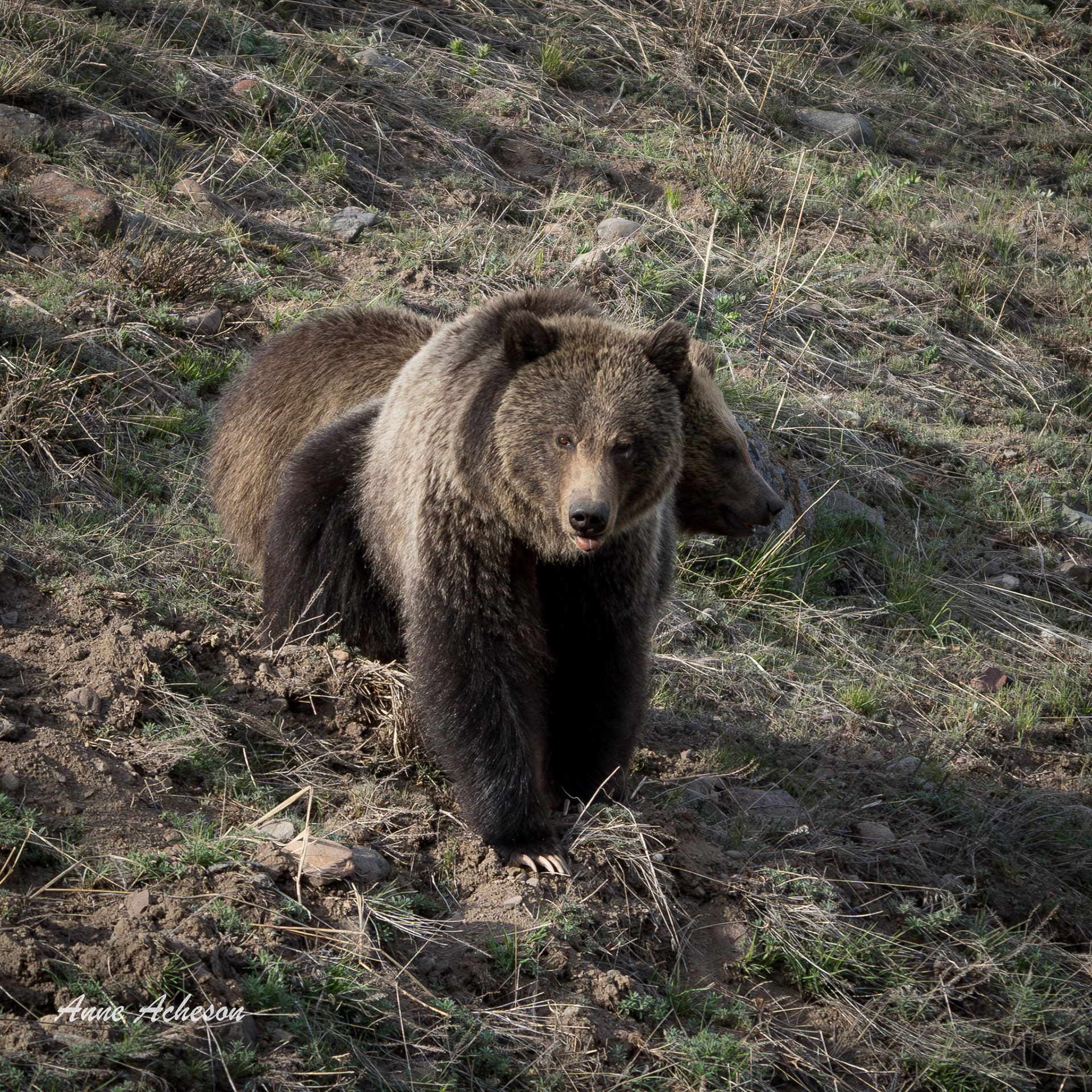 Grizzly with Cubs