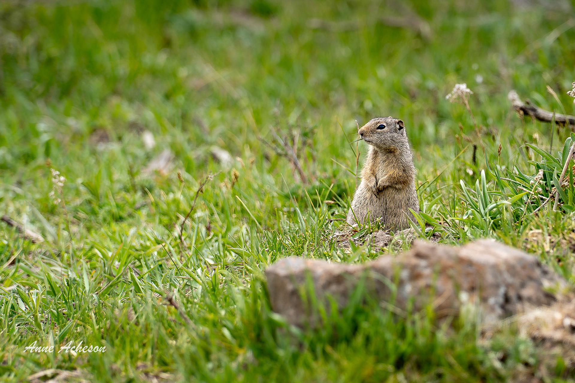 Unita Squirrel - 26046
