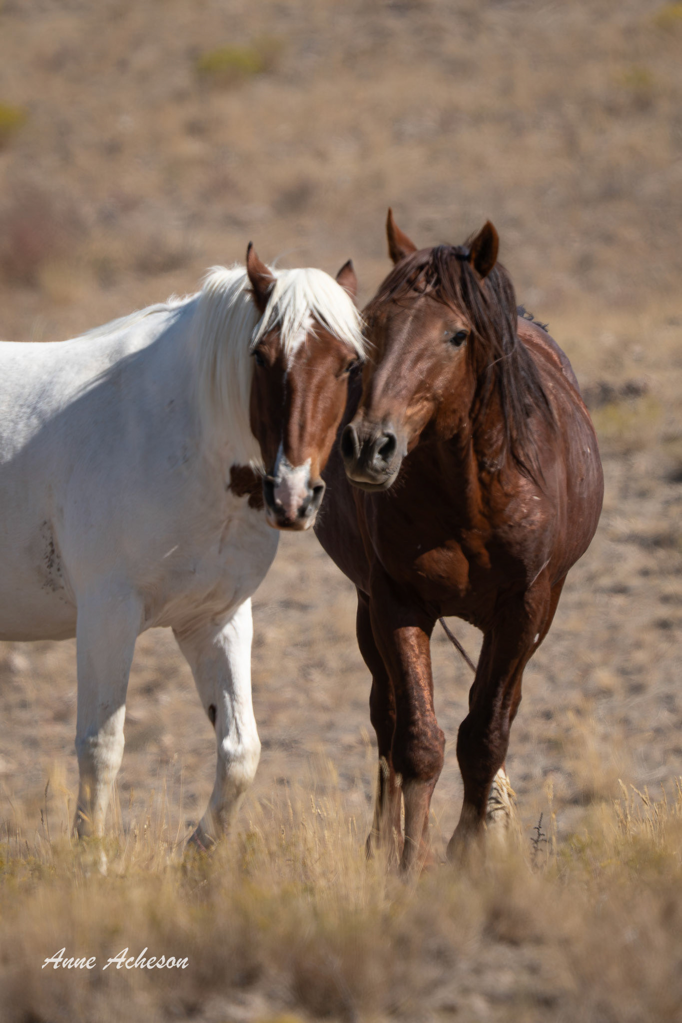 Onaqui Friends - 25027