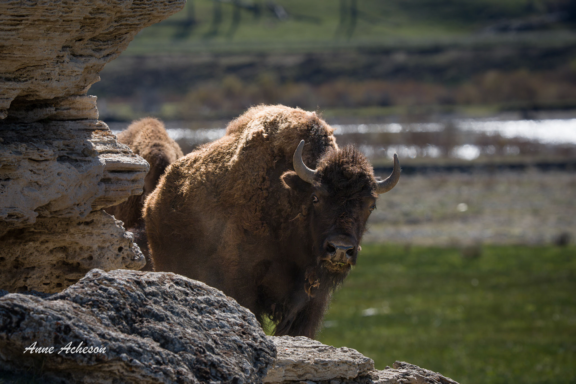 Soda Butte Bison - 26014
