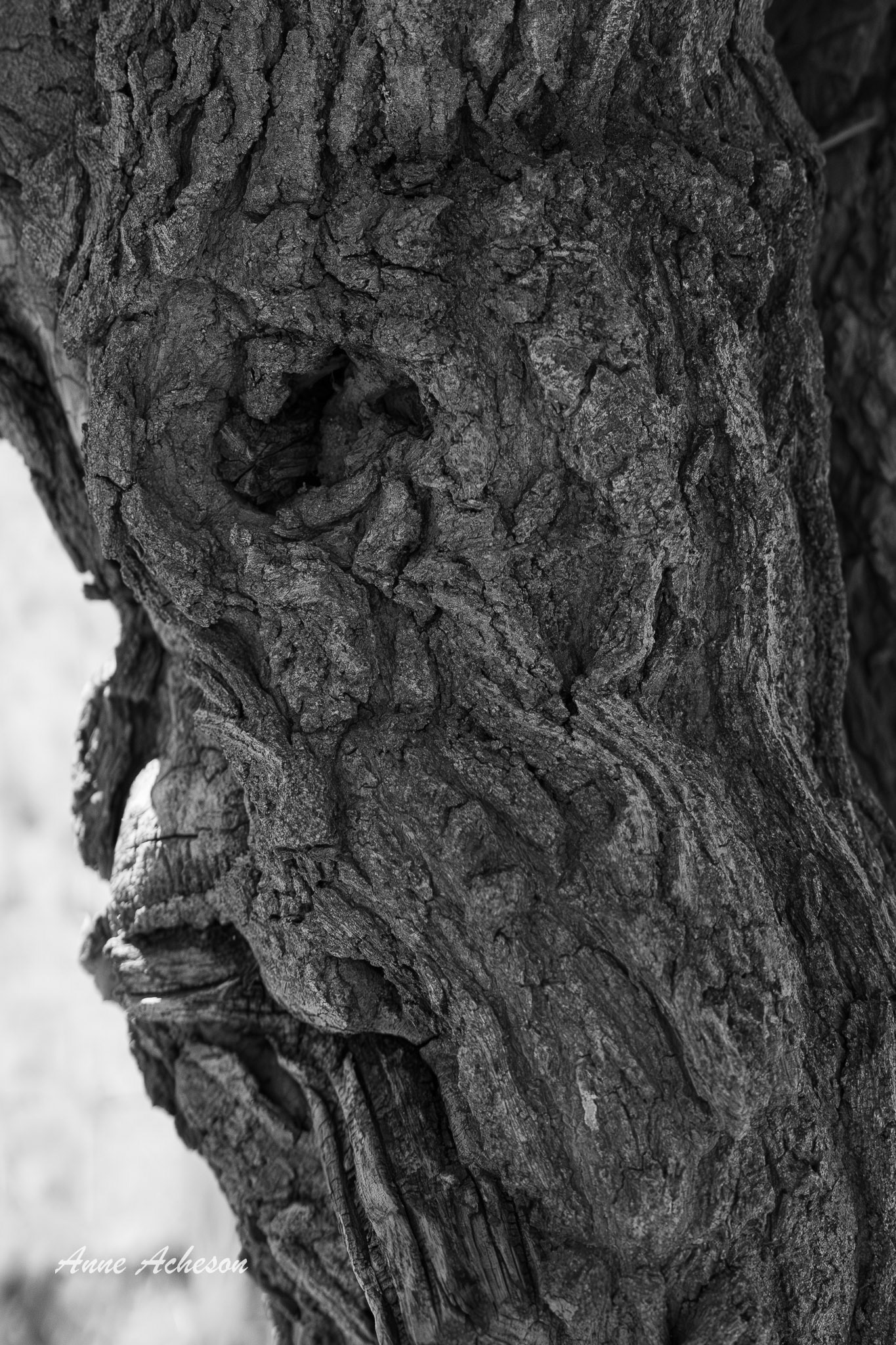 Old Man in the Tree - 25101