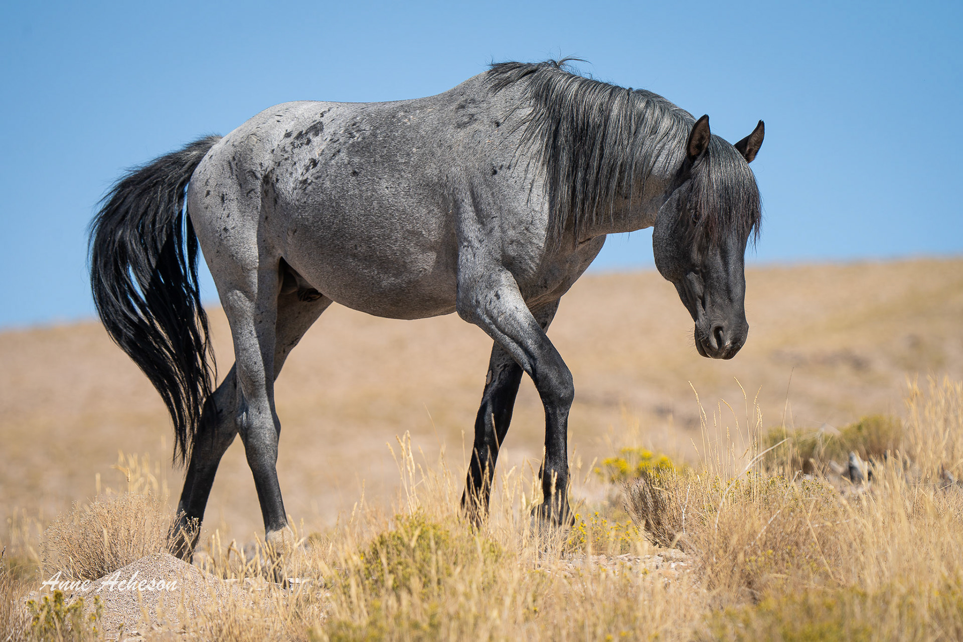 Onaqui Roan - 25036