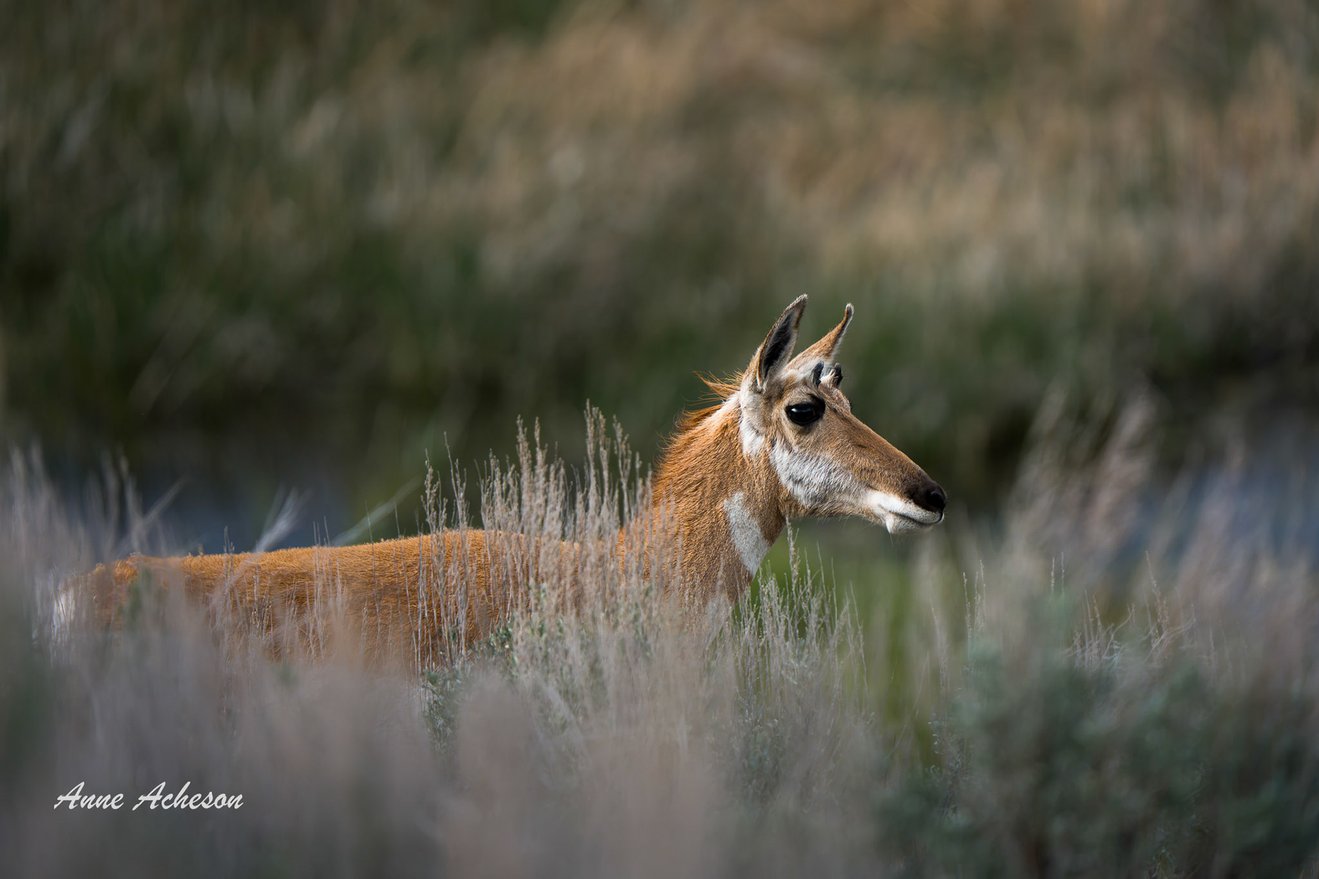 Pronghorn - 26011