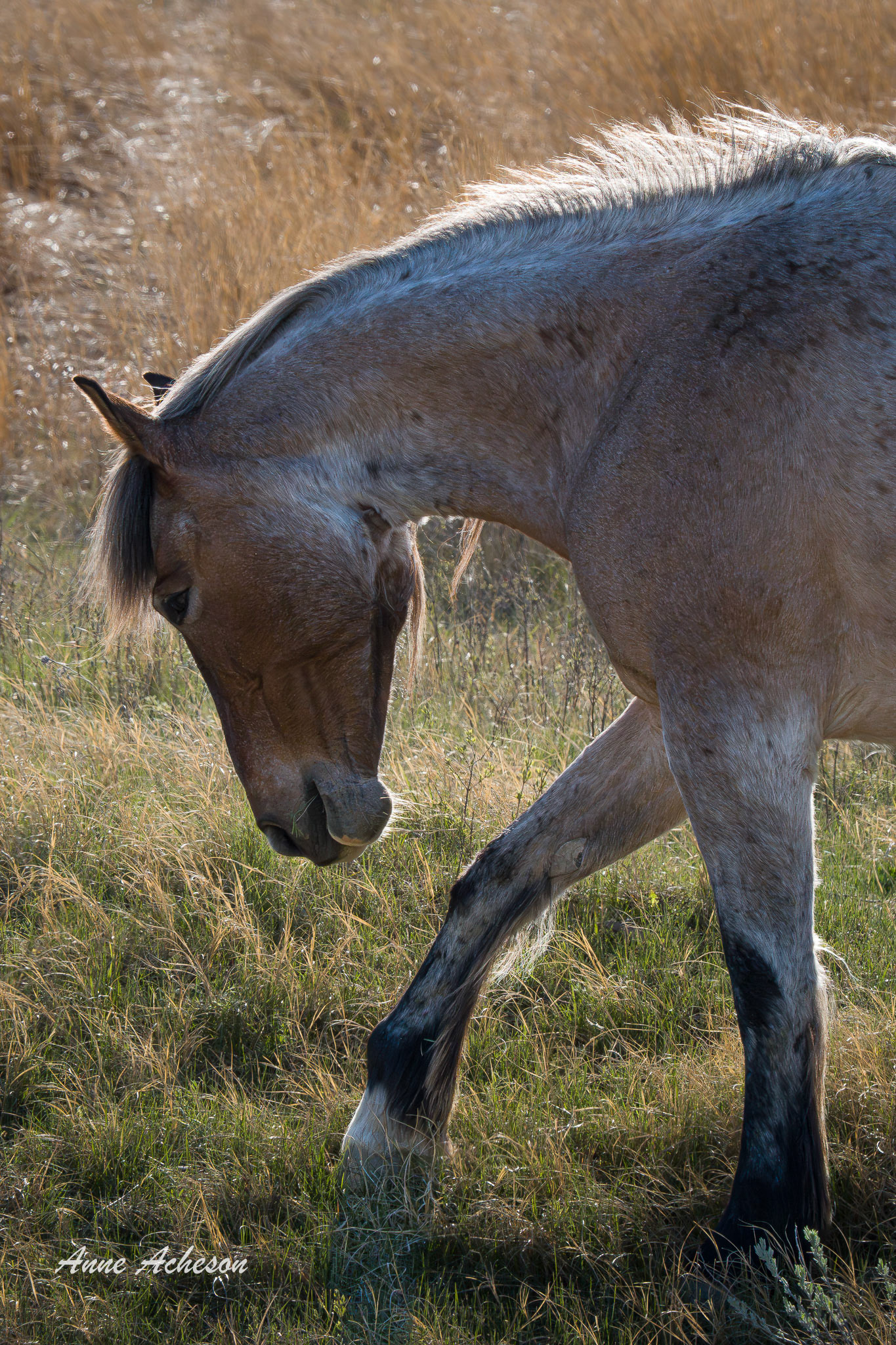 Pawing - 26017
