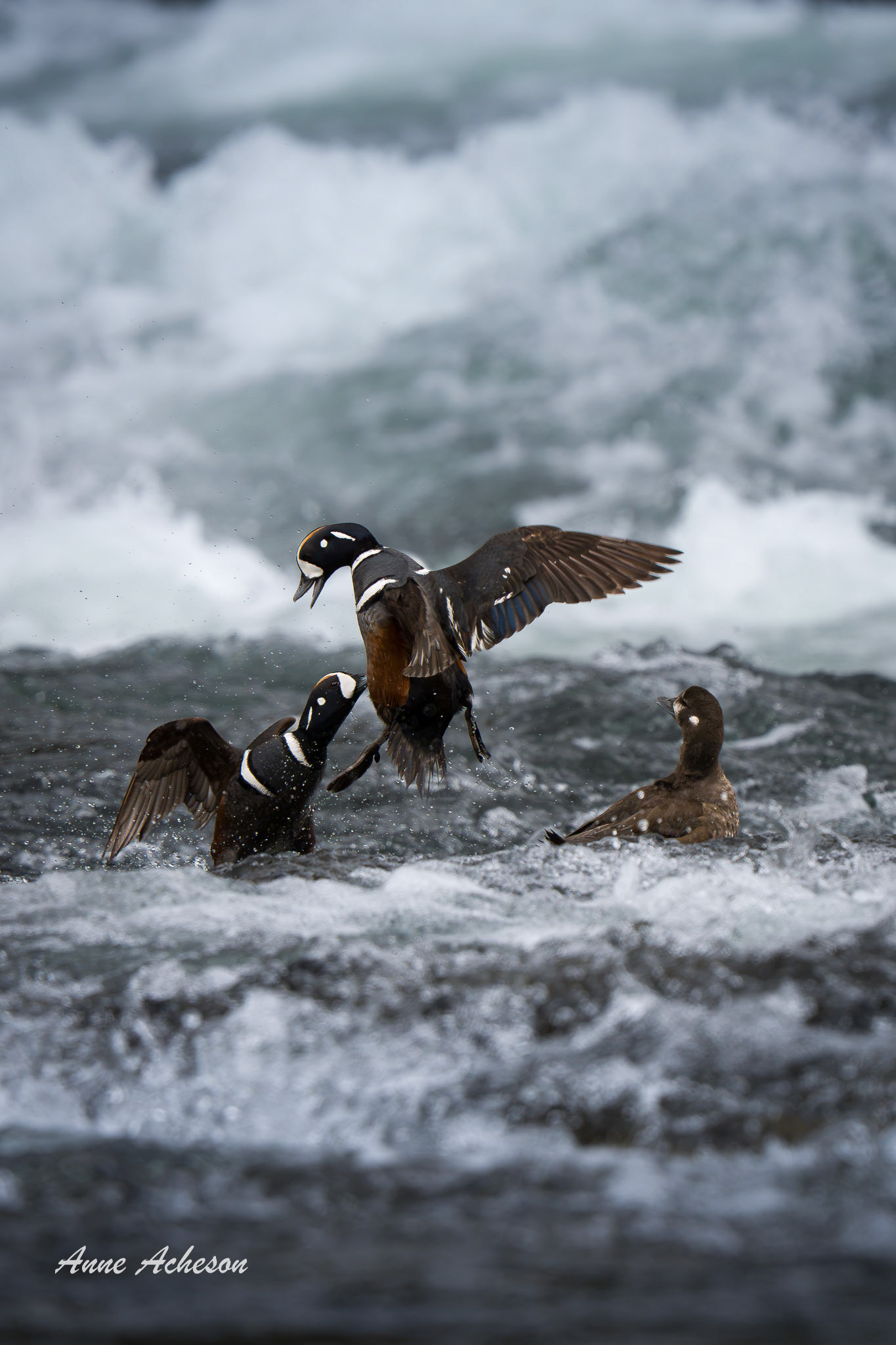 Harlequin Squabble - 26013