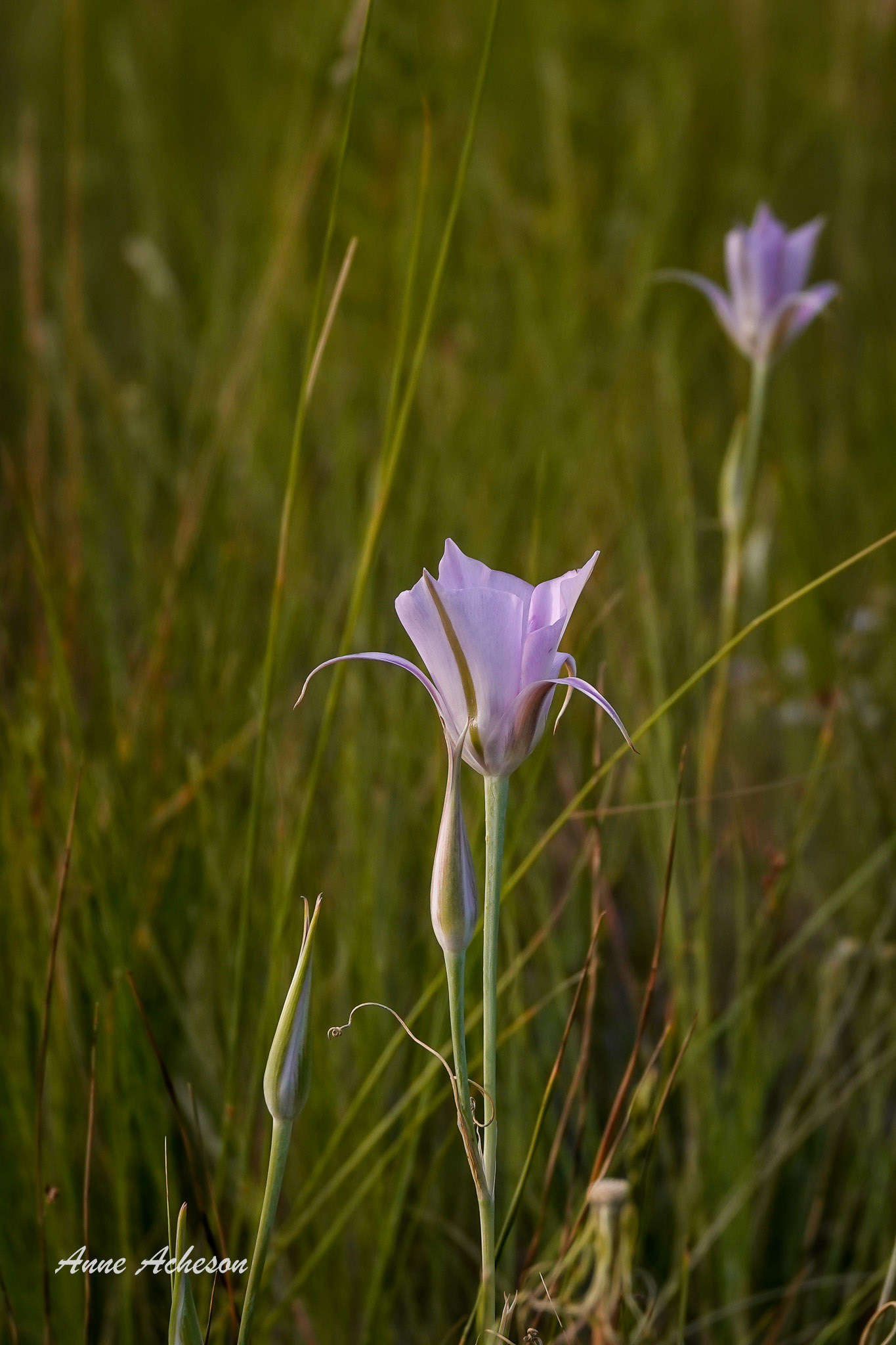 Mariposa Lily - 23016