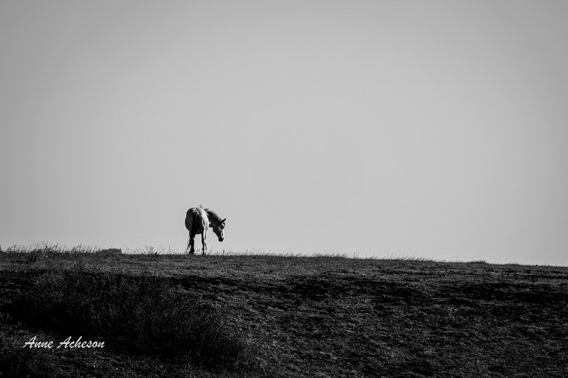On the Ridge - 26024
