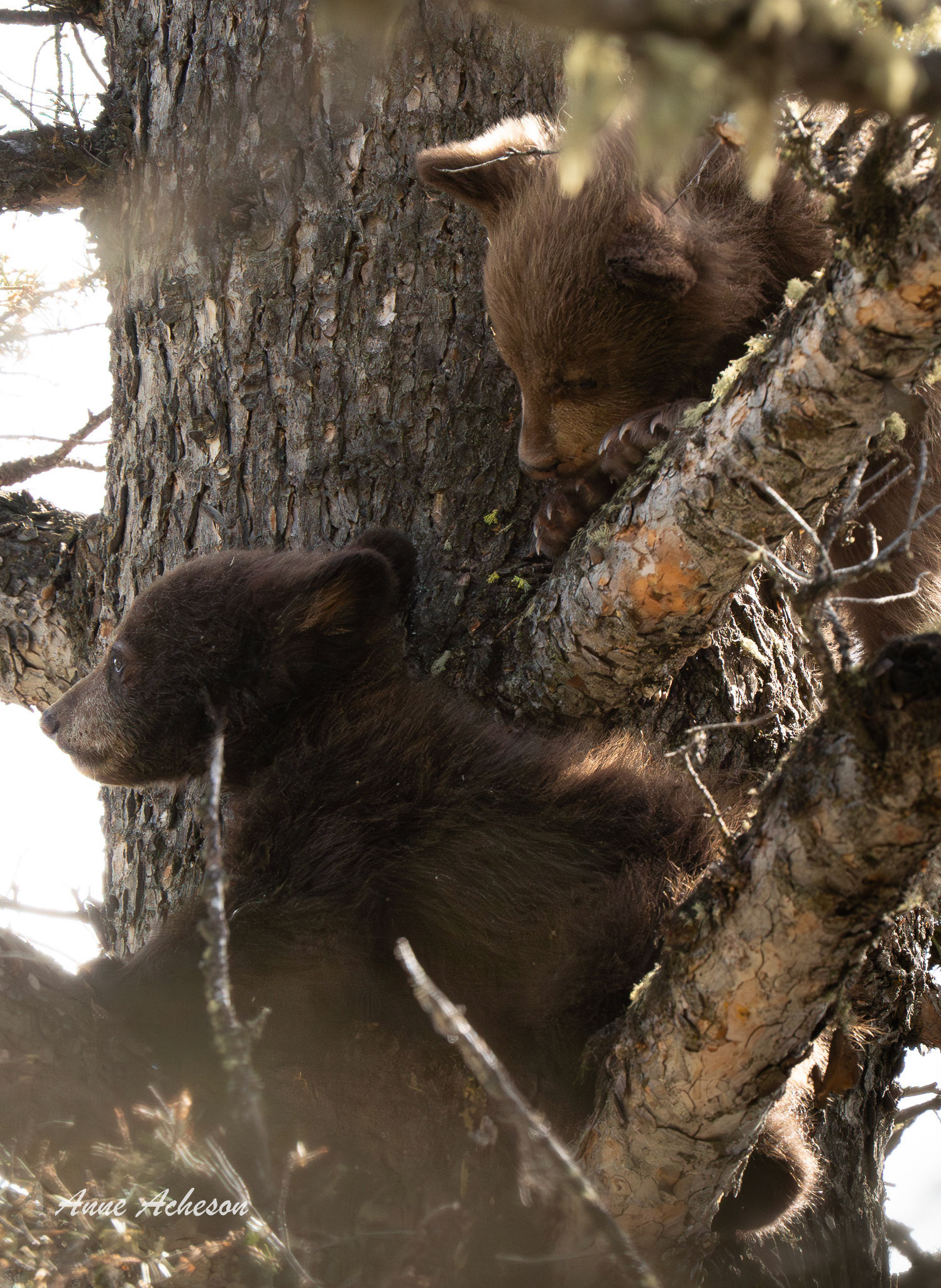Up a Tree - 25096
