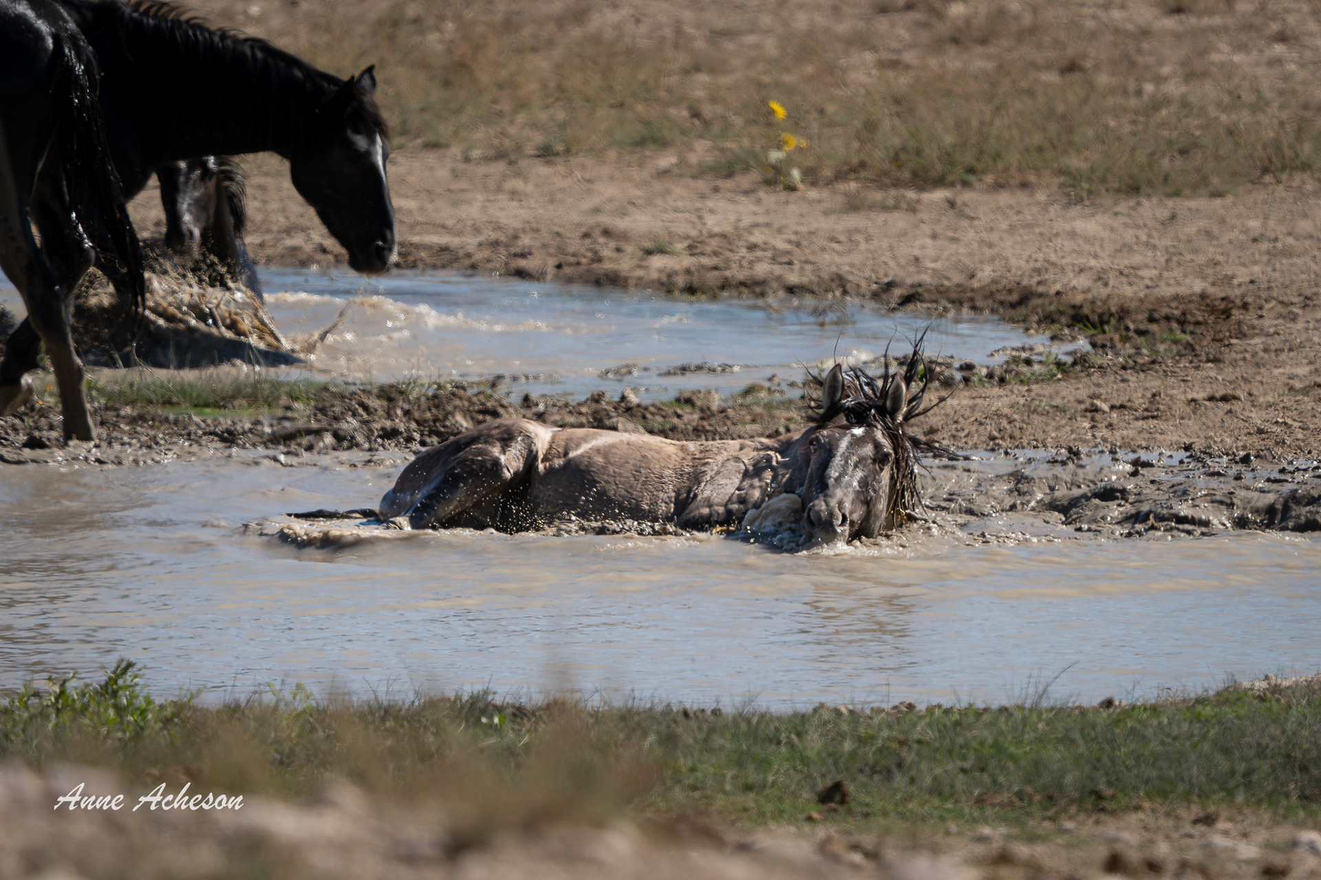 Splish SPlash - 25074