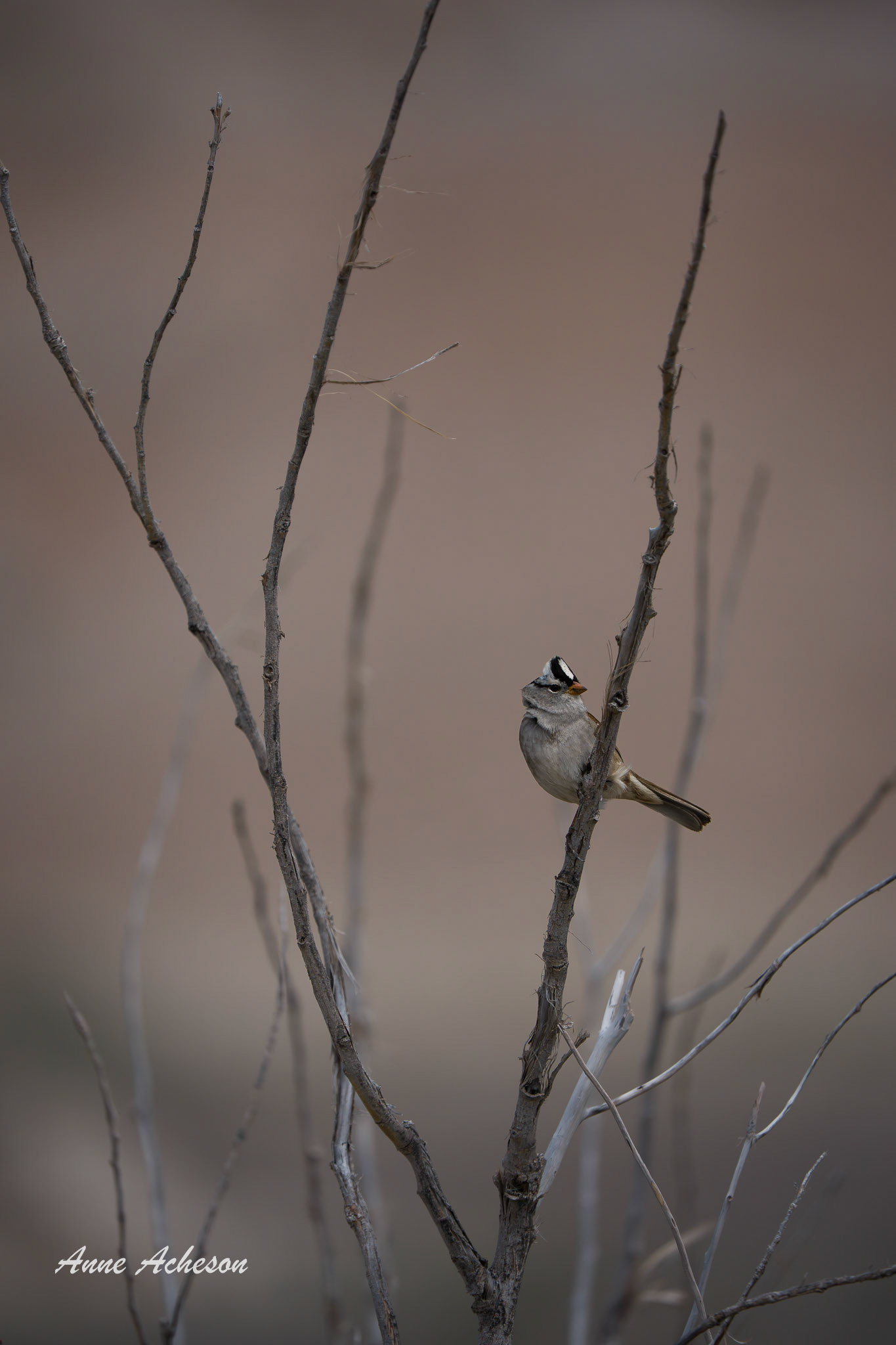 Hanging On - 26047