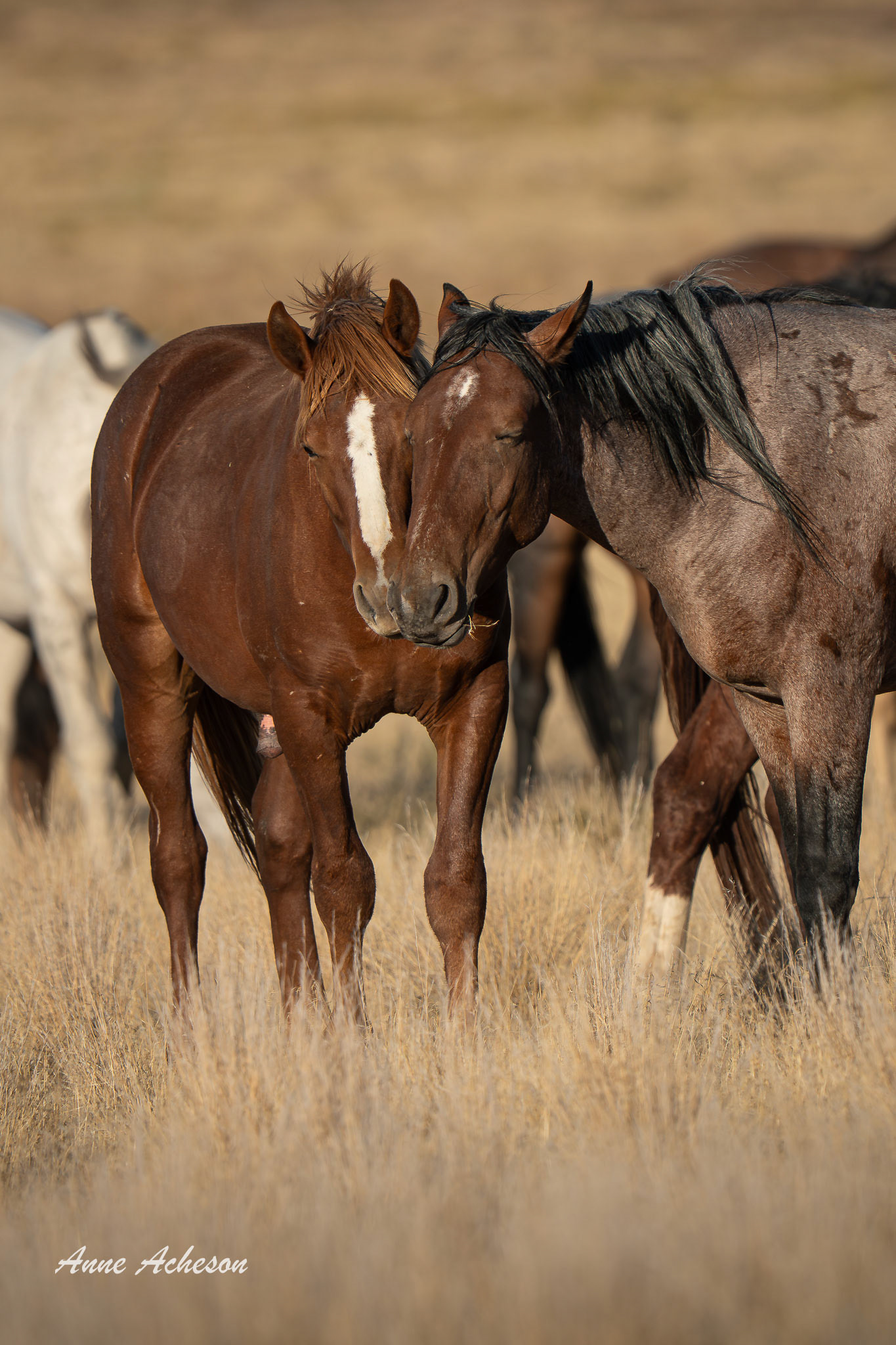 Onaqui Friends - 25045