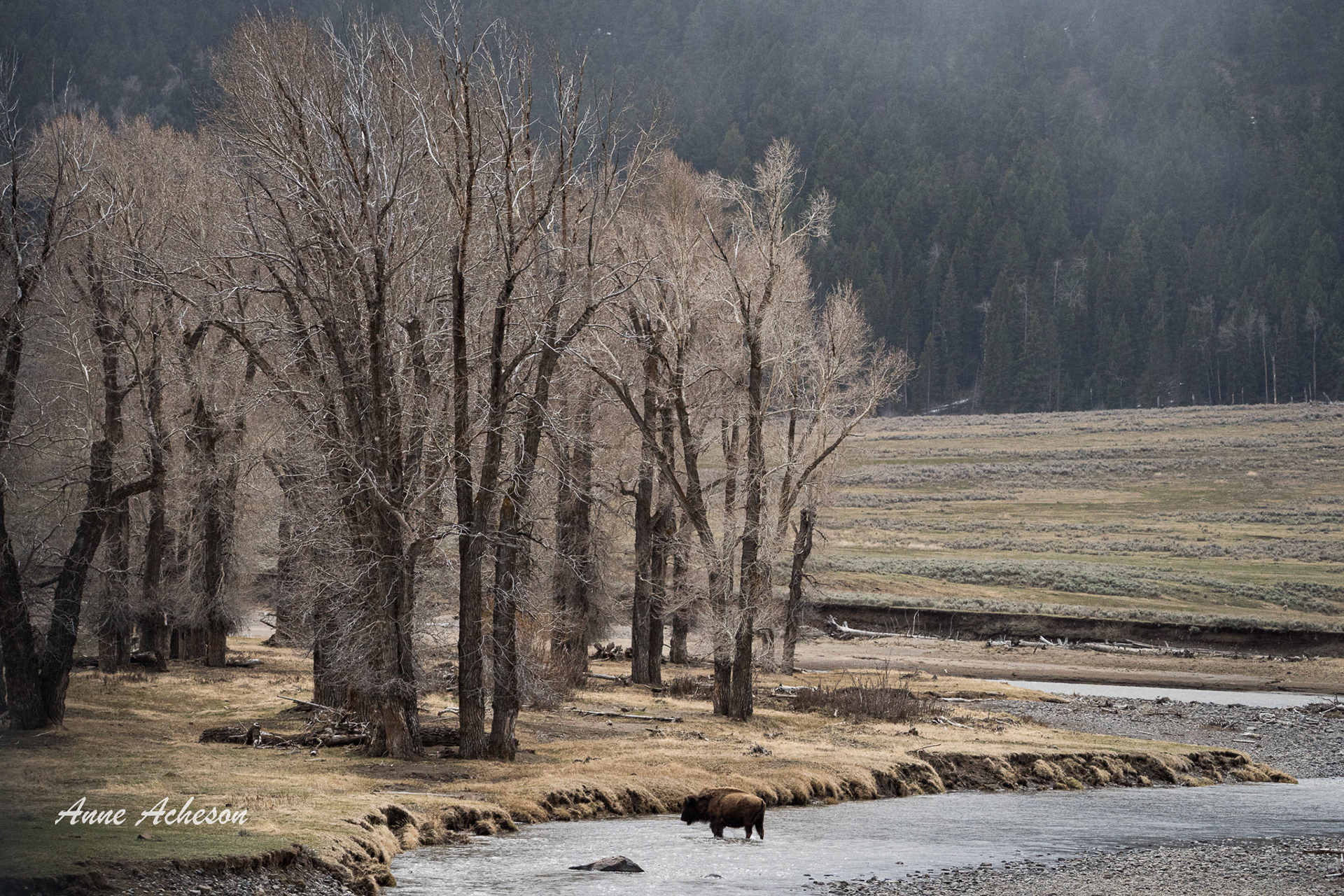 River Bison - 24014