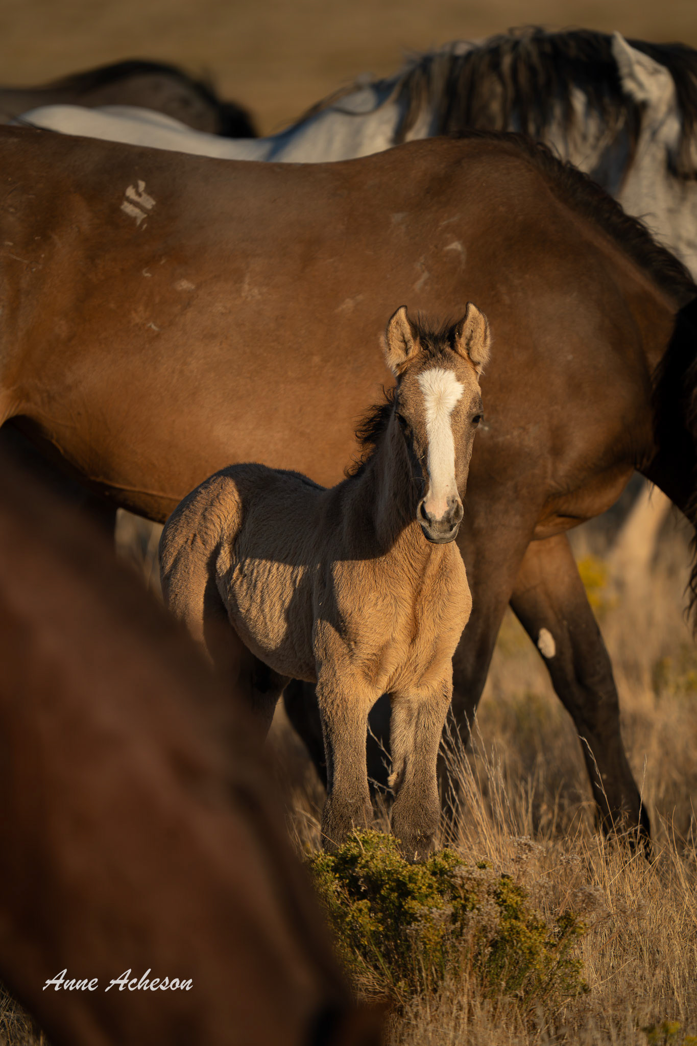 Onaqui Colt - 25053