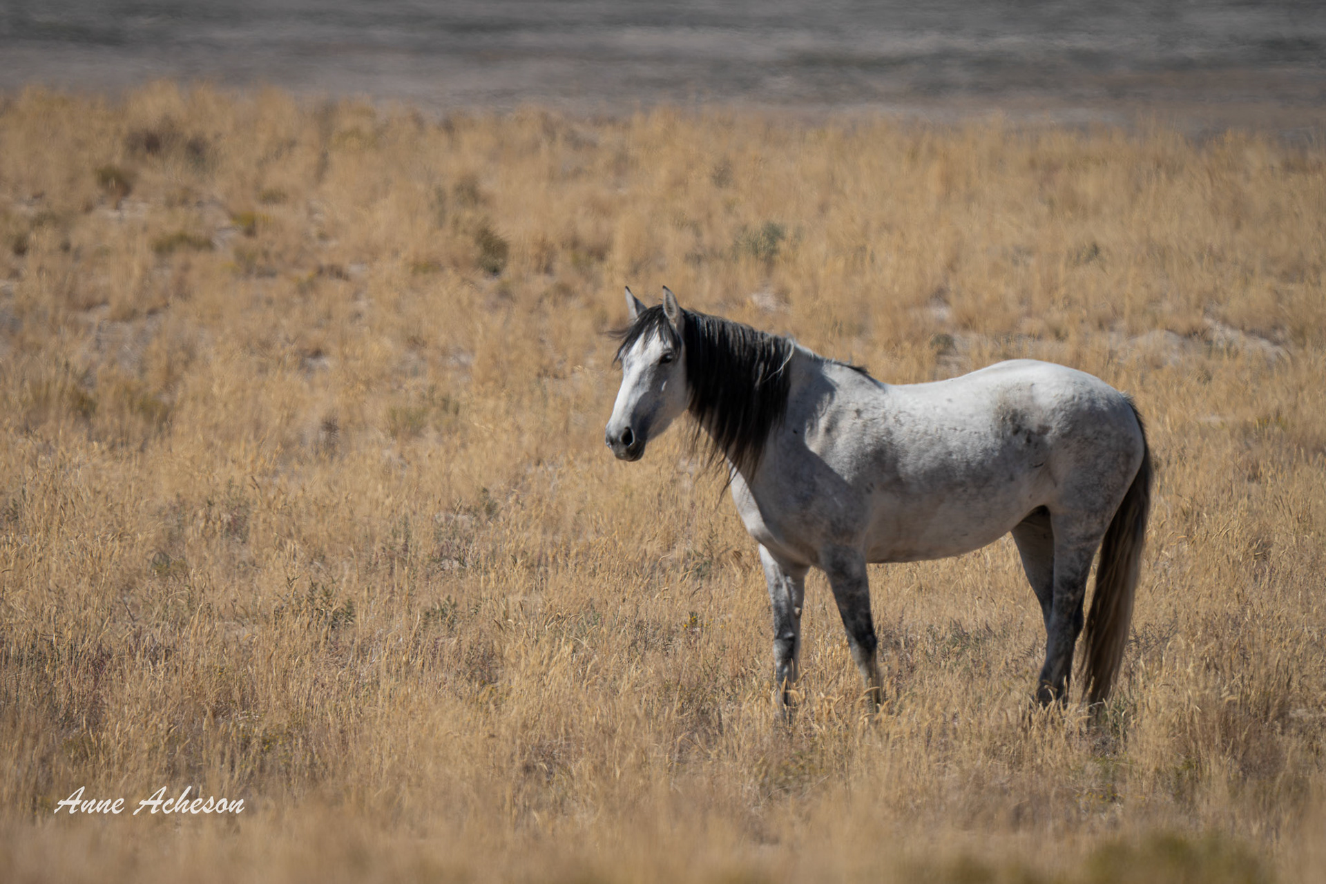 Onaqui Gray - 25014