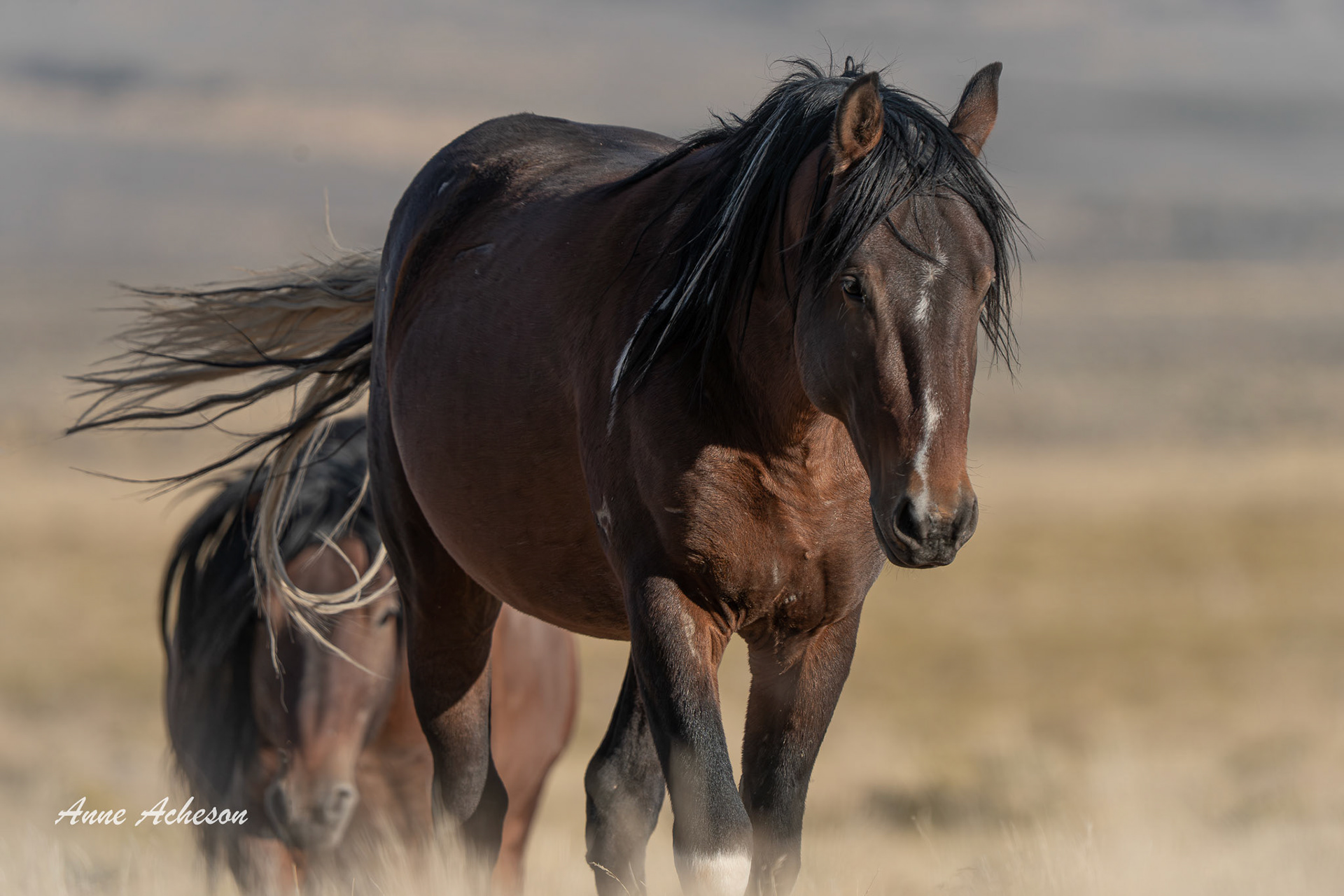 Onaqui Stallion - 25039