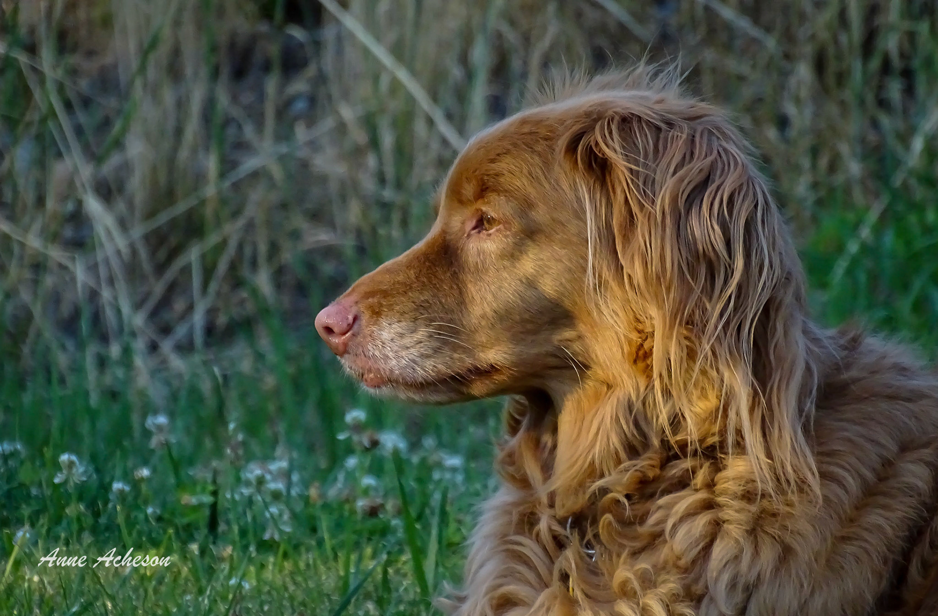 Molly at Twilight
