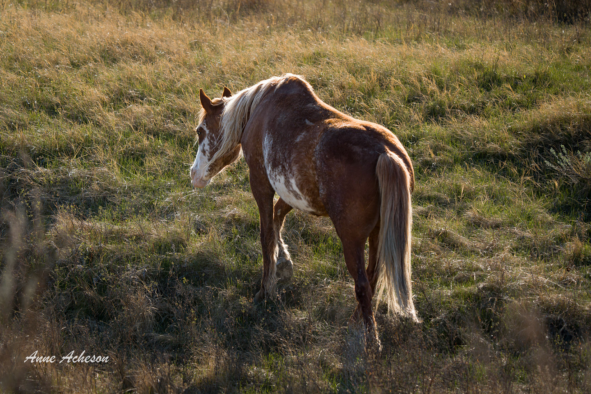 Dolly - 26019
