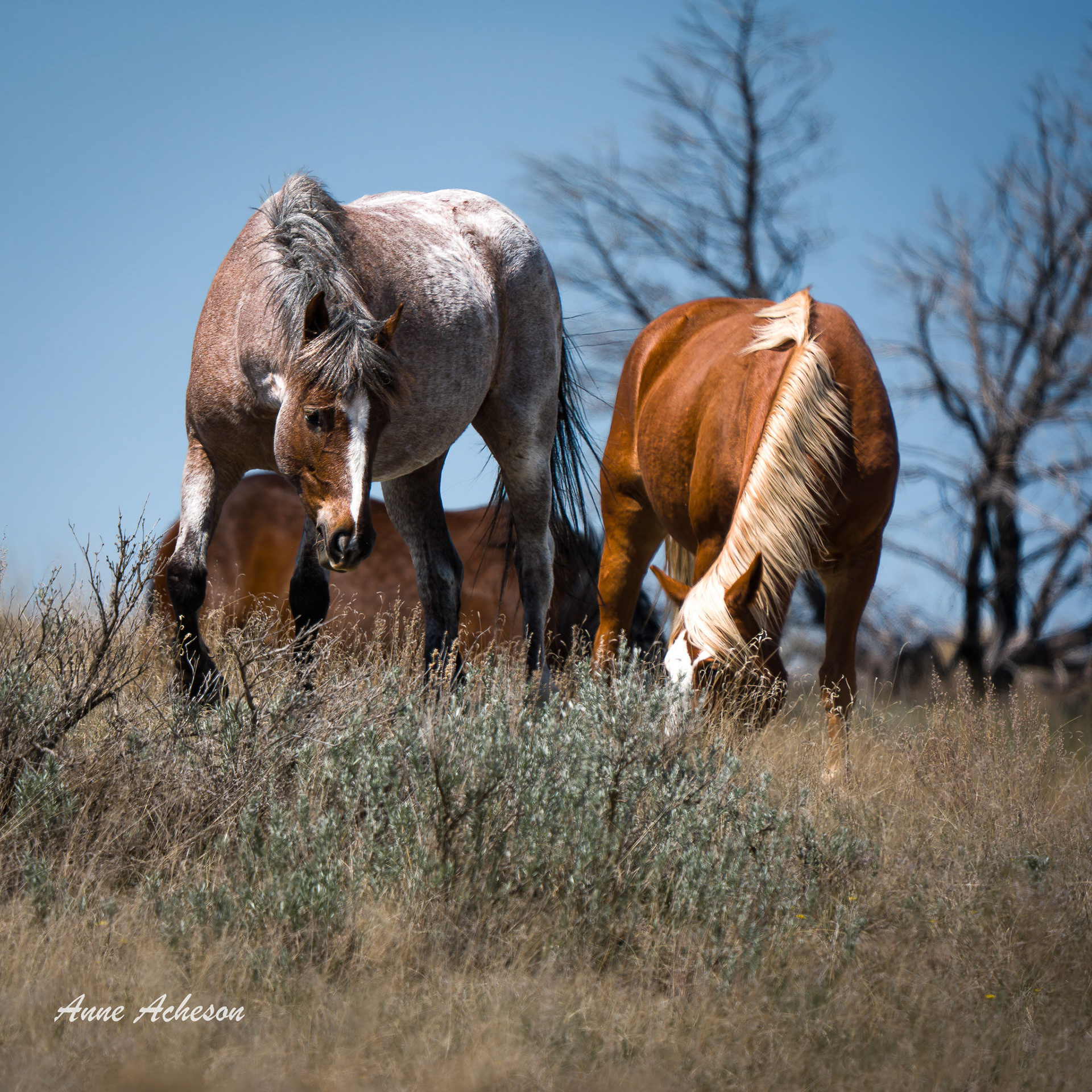 Grazing Pair - 26027