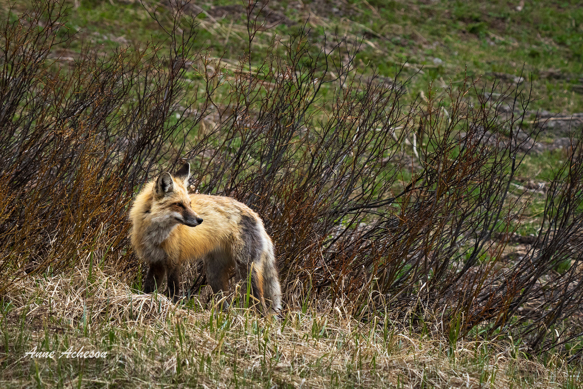Fox - 25010