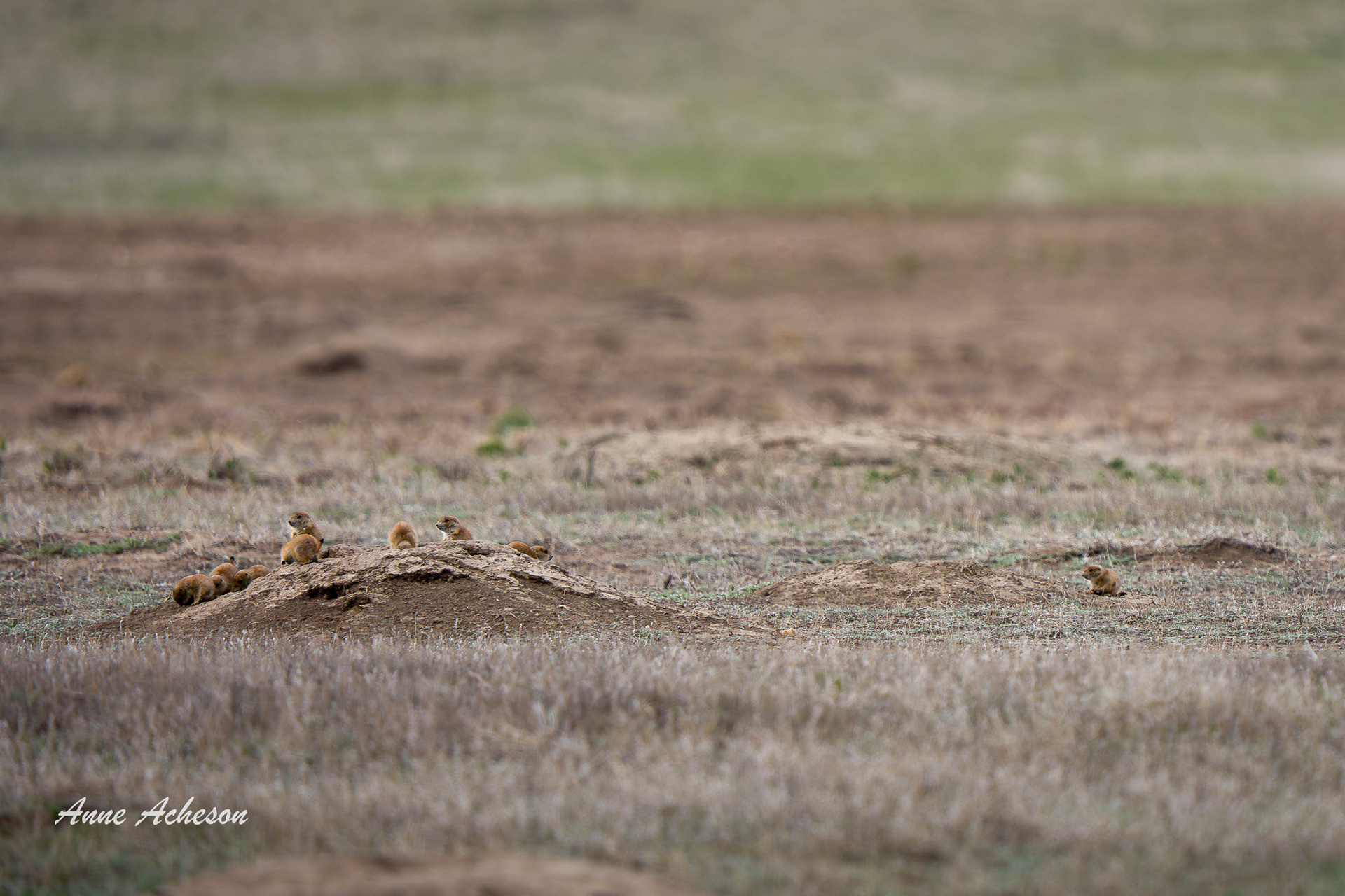 Prairie Dog Kids - 26053