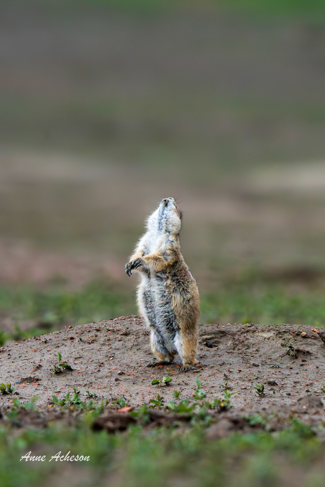 Stretch!!! - 25013