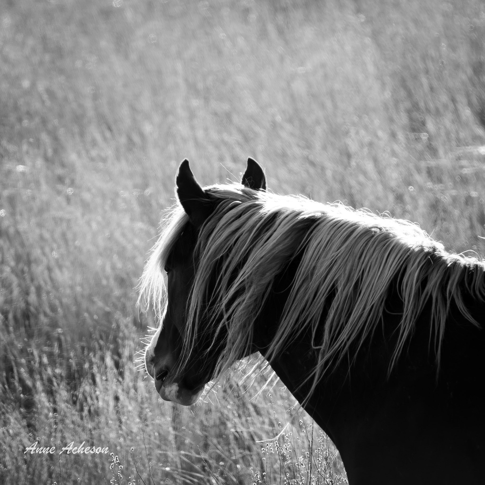 Wild Horse - 26023