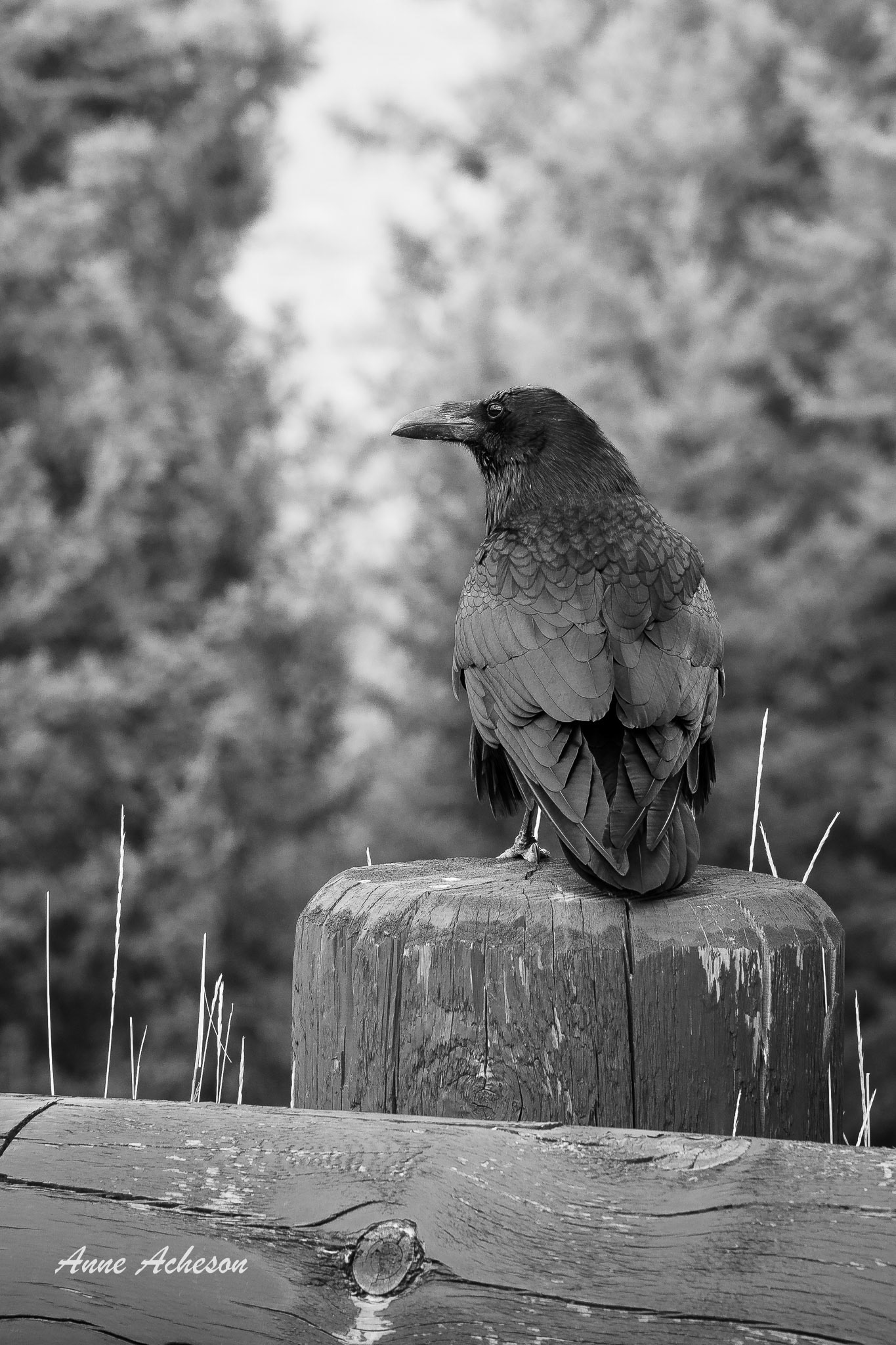 Raven II - 26044