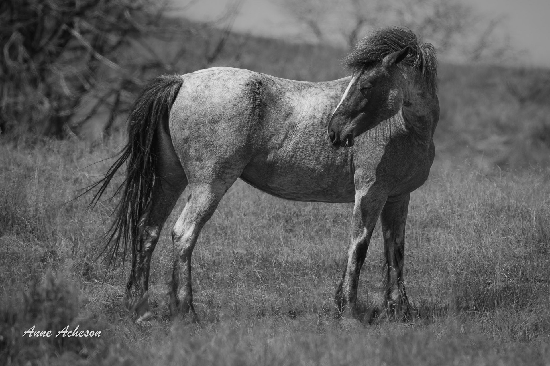 Wild Horse - 26003
