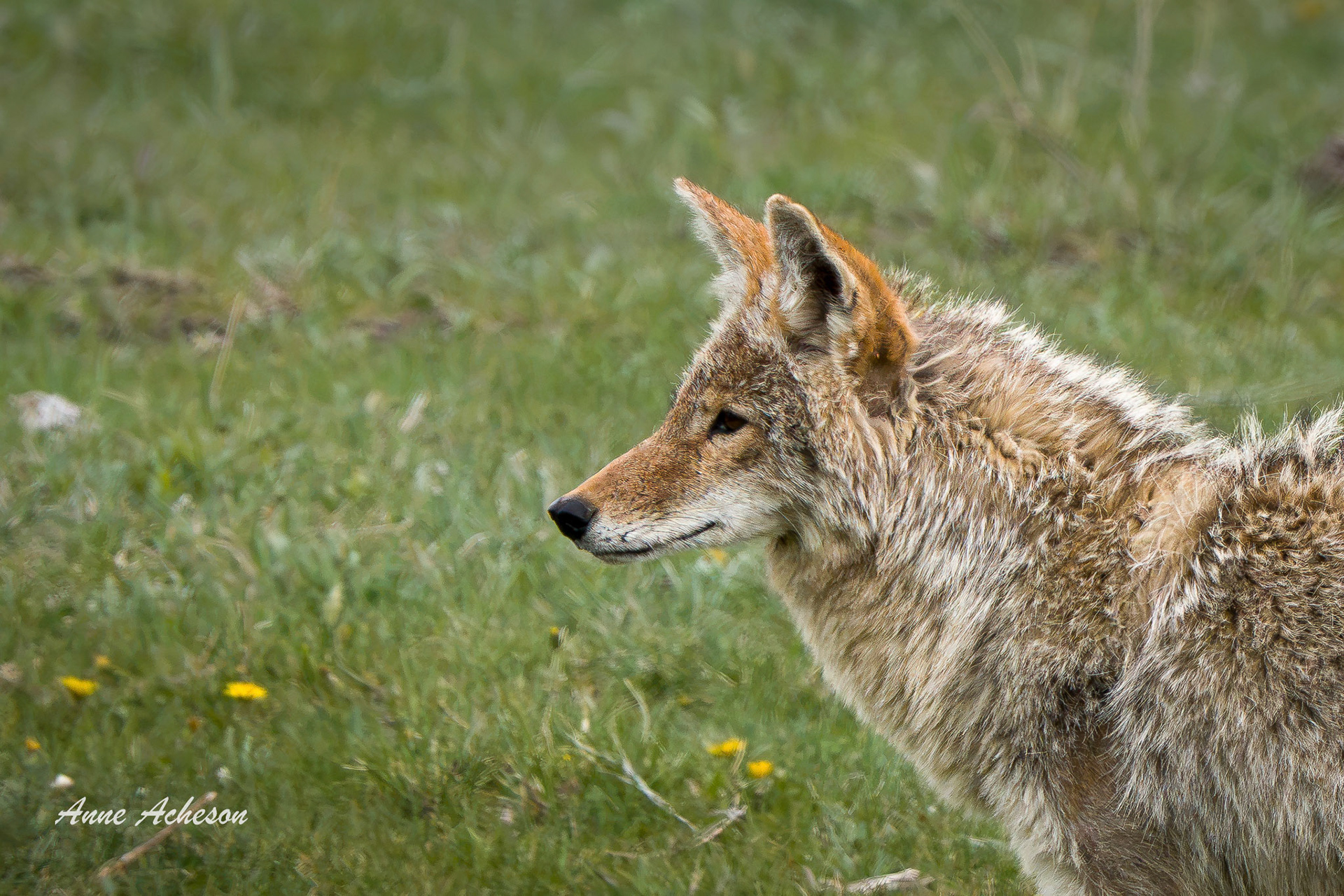 Coyote - 26015
