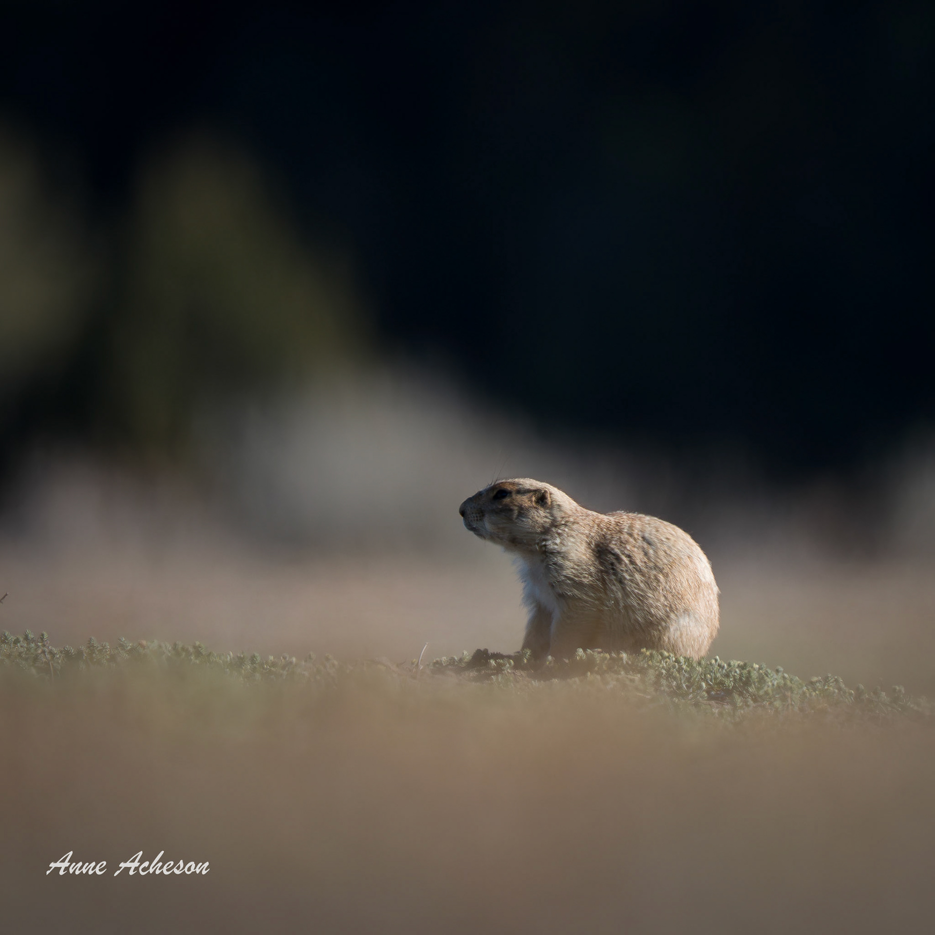 Prairie Dog -26033