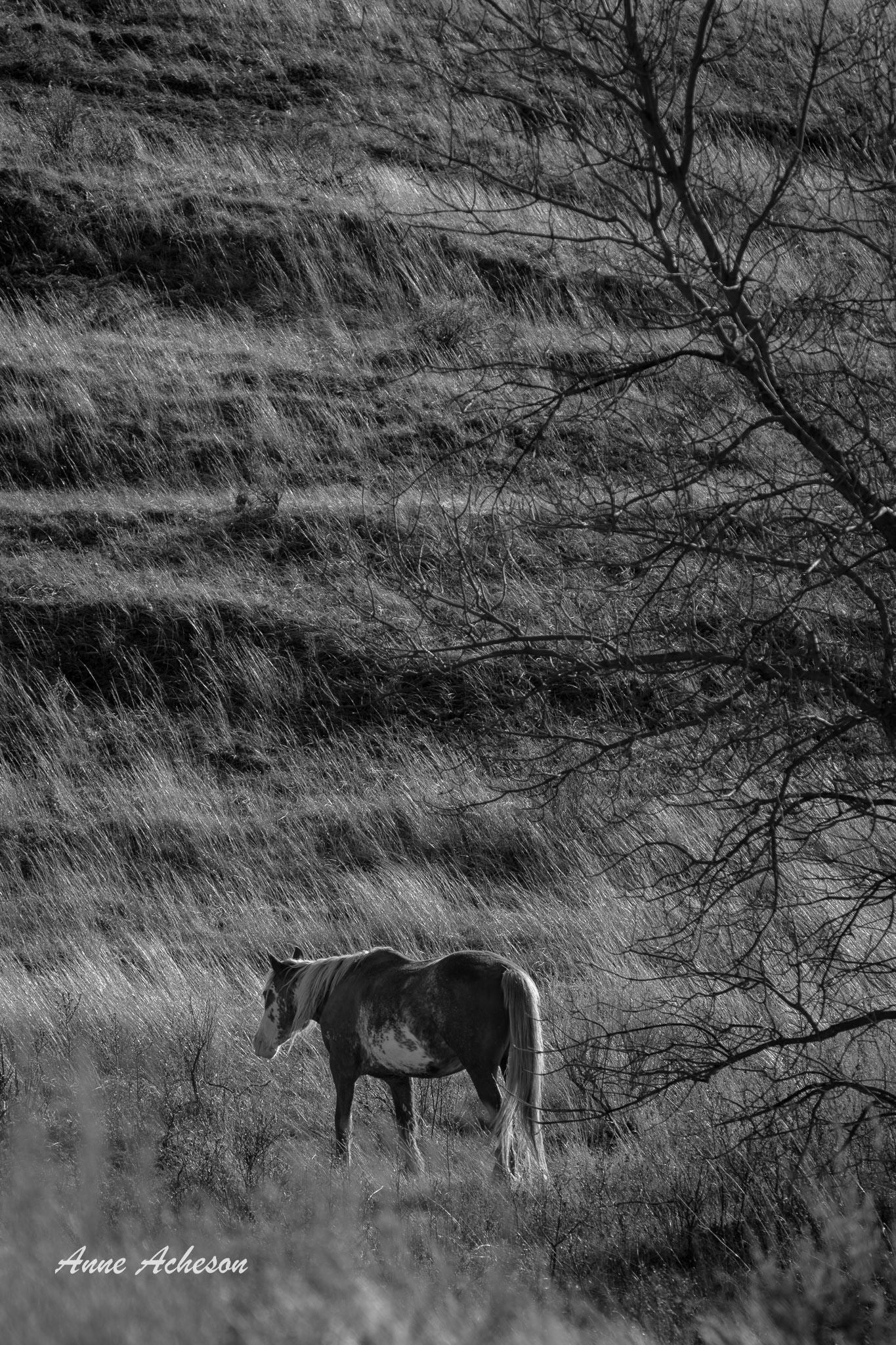 Dolly ar Twilight - 26020