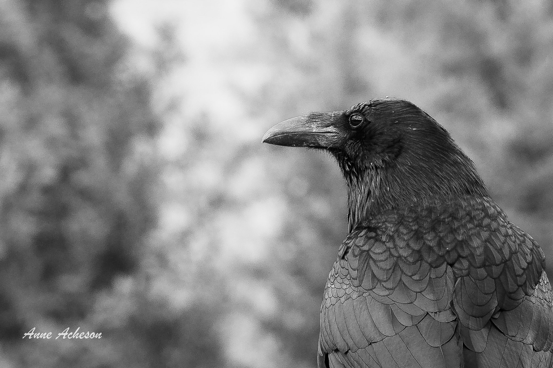 Raven - 26010