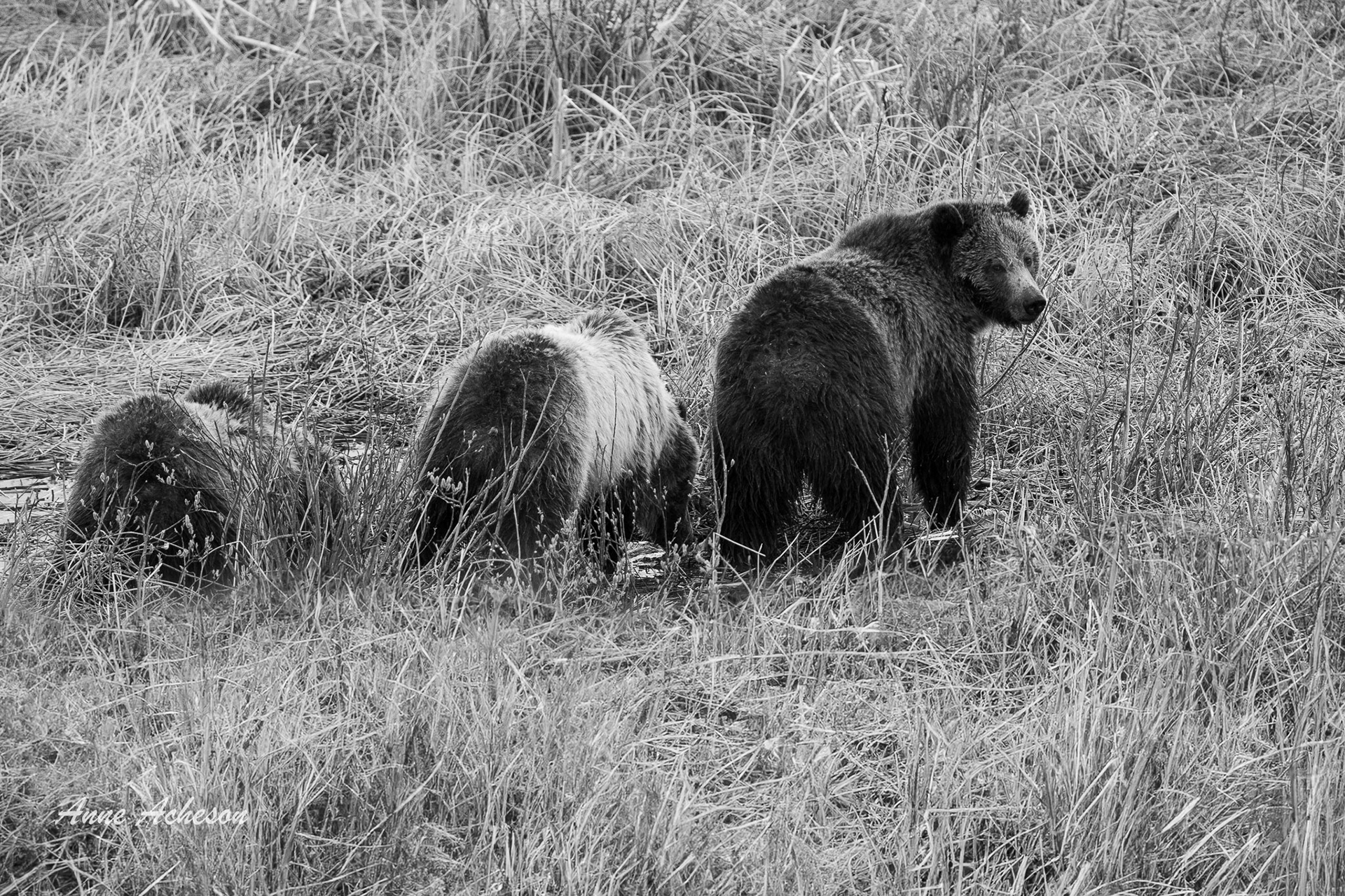 Grizzly Banquet - 25082